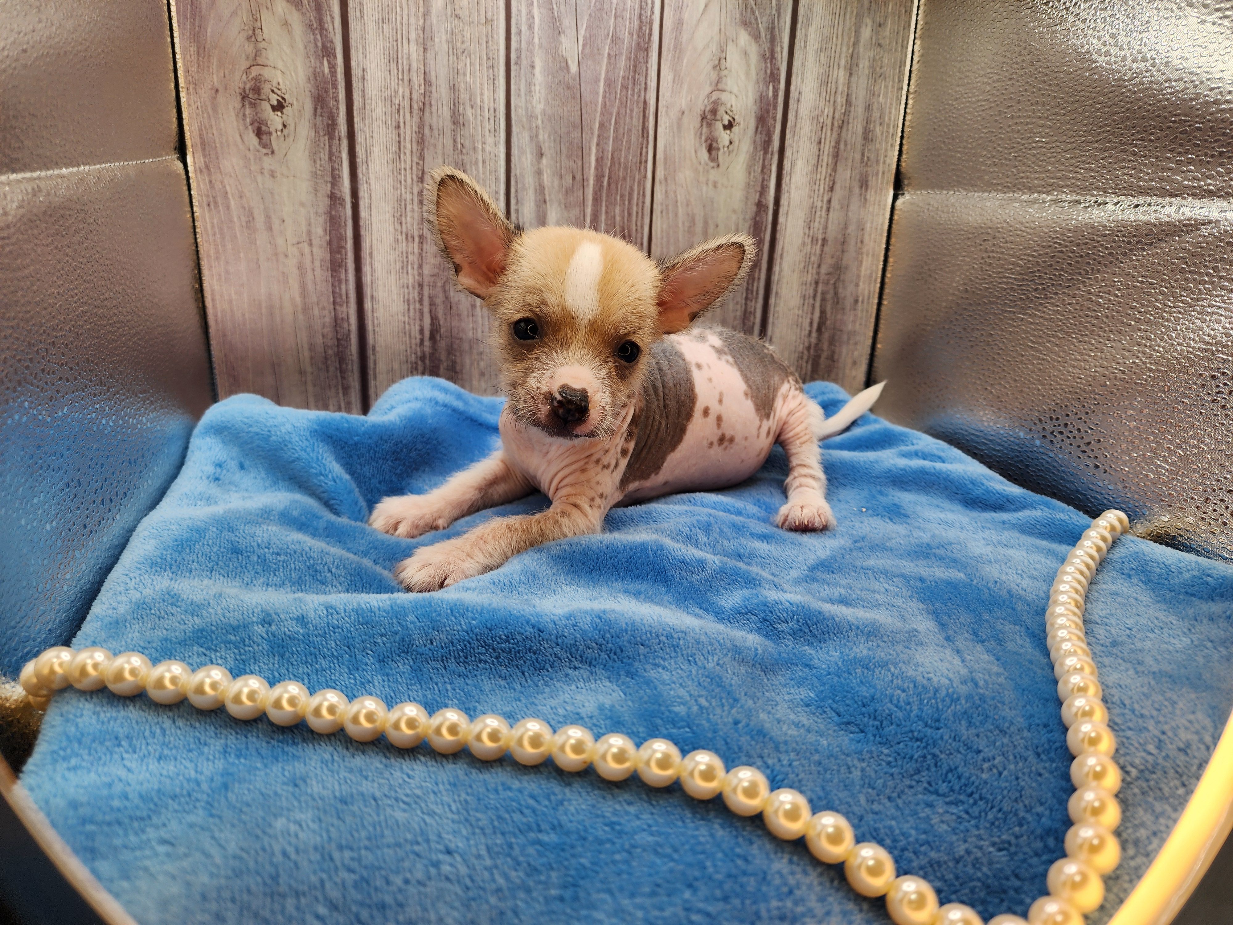 Beethoven hairless  – Chihuahua puppy for sale in Greensboro, NC