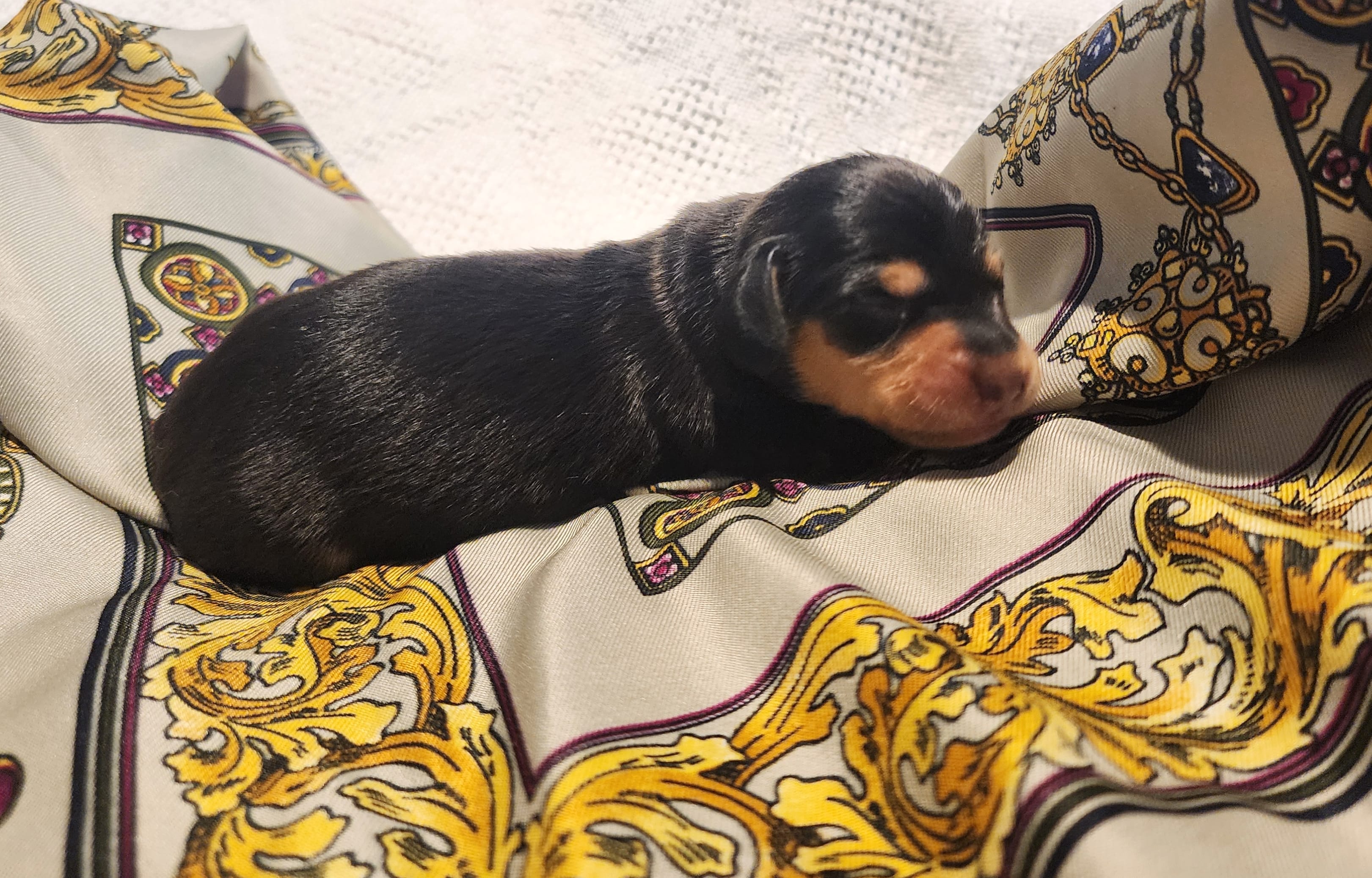Bentley  – Miniature Dachshund puppy for sale in Greensboro, NC