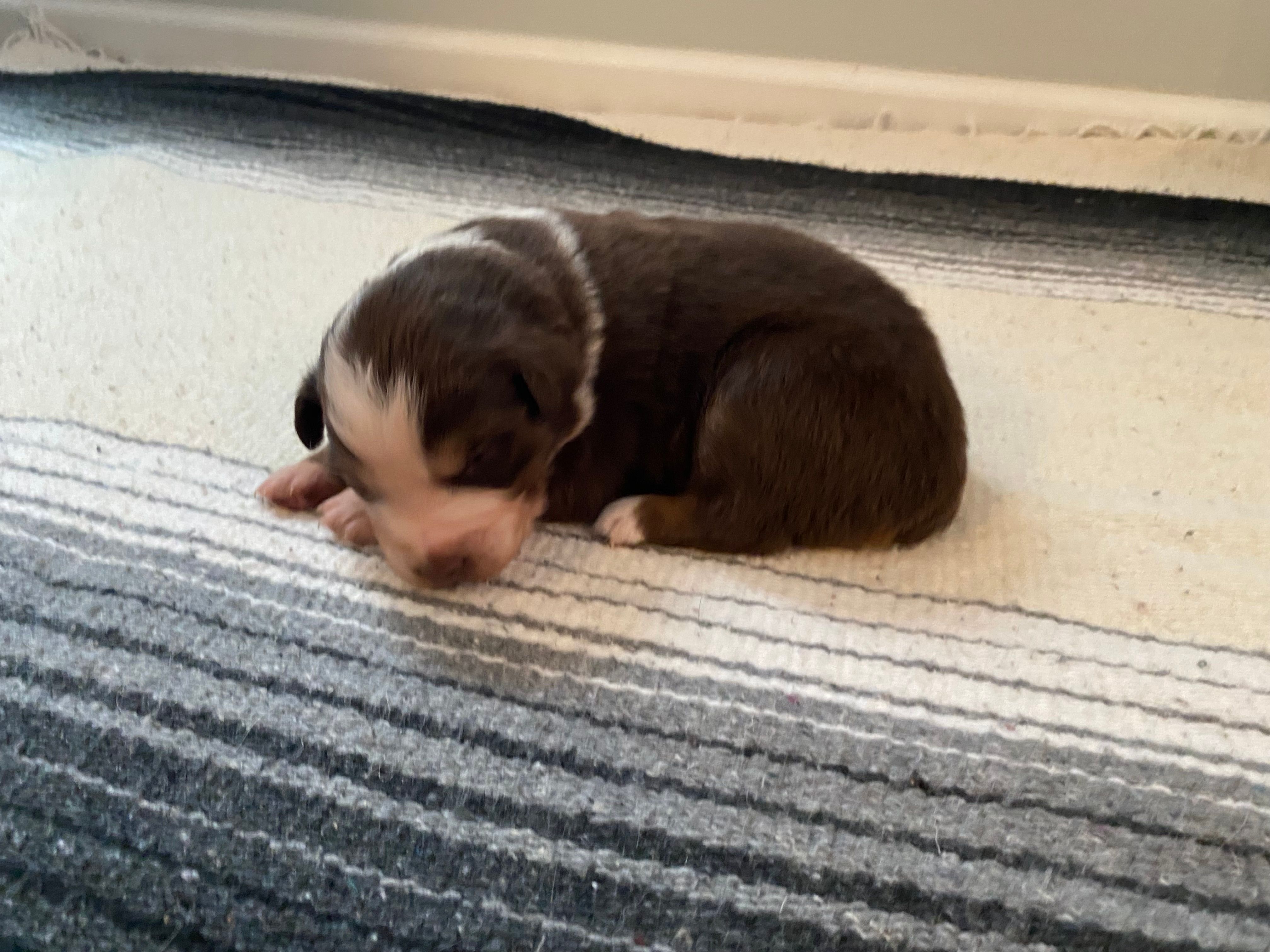 AKC red tri female 2  – Australian Shepherd puppy for sale in Zeeland, MI