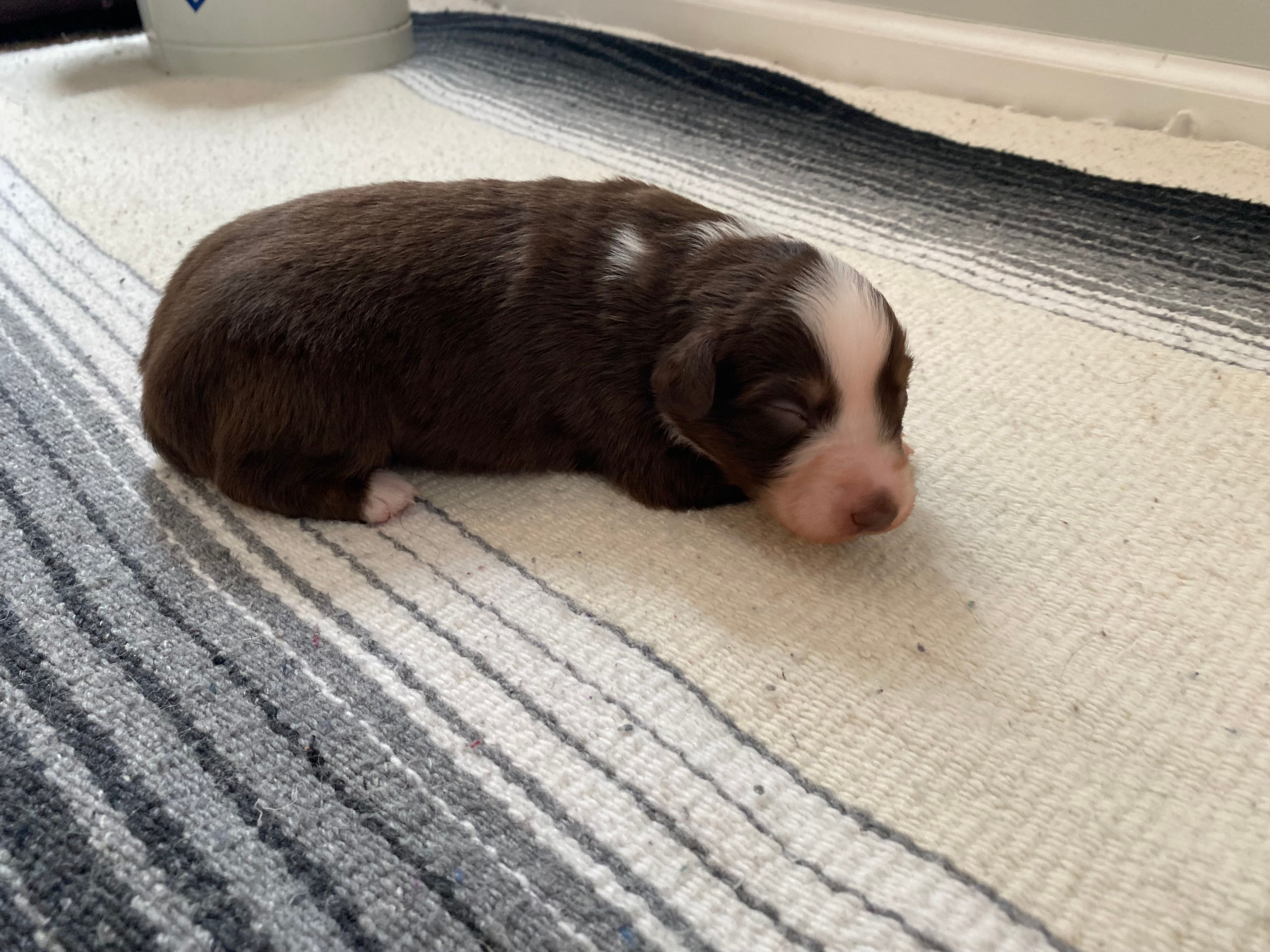 AKC red tri female  – Australian Shepherd puppy for sale in Zeeland, MI