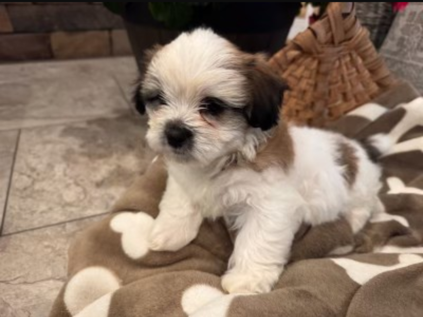 Charlie  – Shih Tzu, Morkie puppy for sale in Calhoun, GA