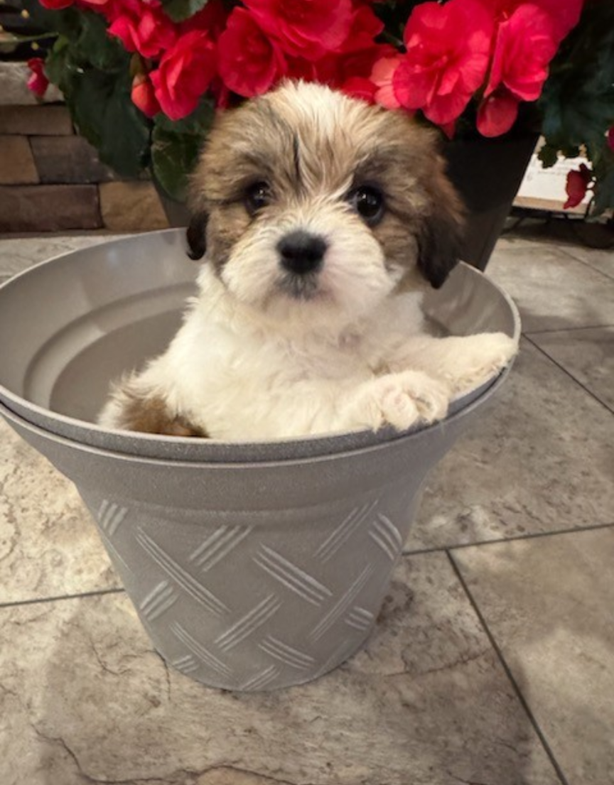 Rose – Shih Tzu, Morkie puppy for sale in Calhoun, GA