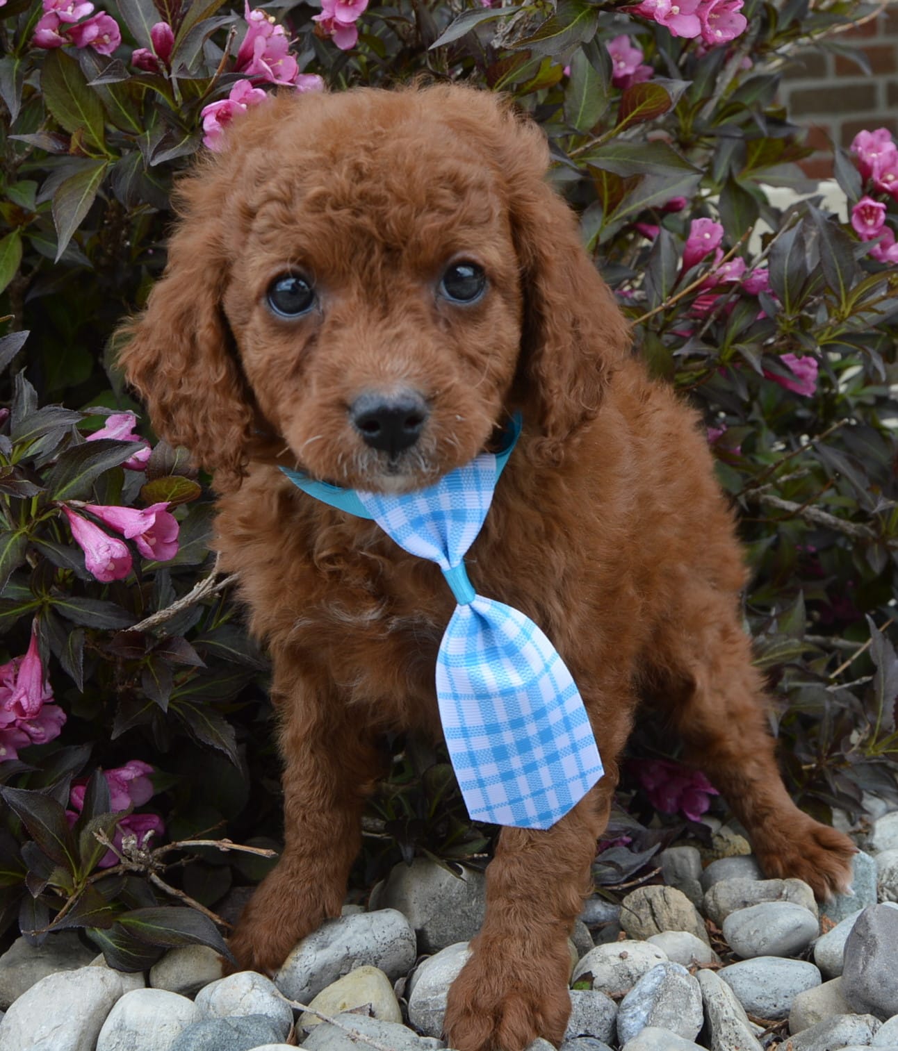 Caesar – Cavapoo puppy for sale in Celina, OH