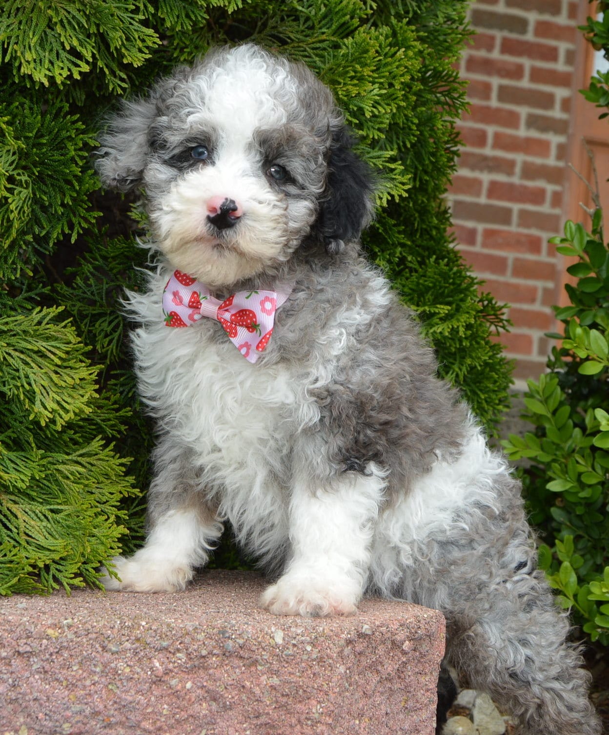Mini Paisley – Poodle - Miniature  puppy for sale in Celina, OH