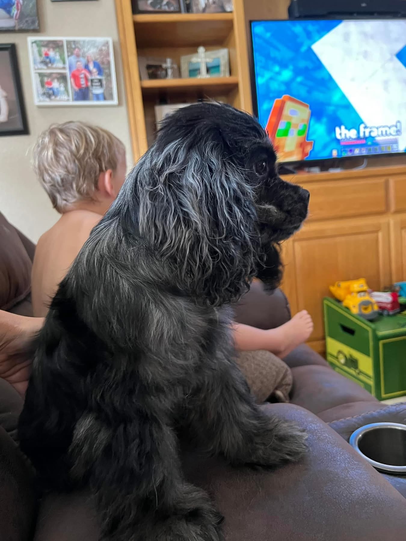 AKC Patches  – Cocker Spaniel puppy for sale in Weatherford, TX