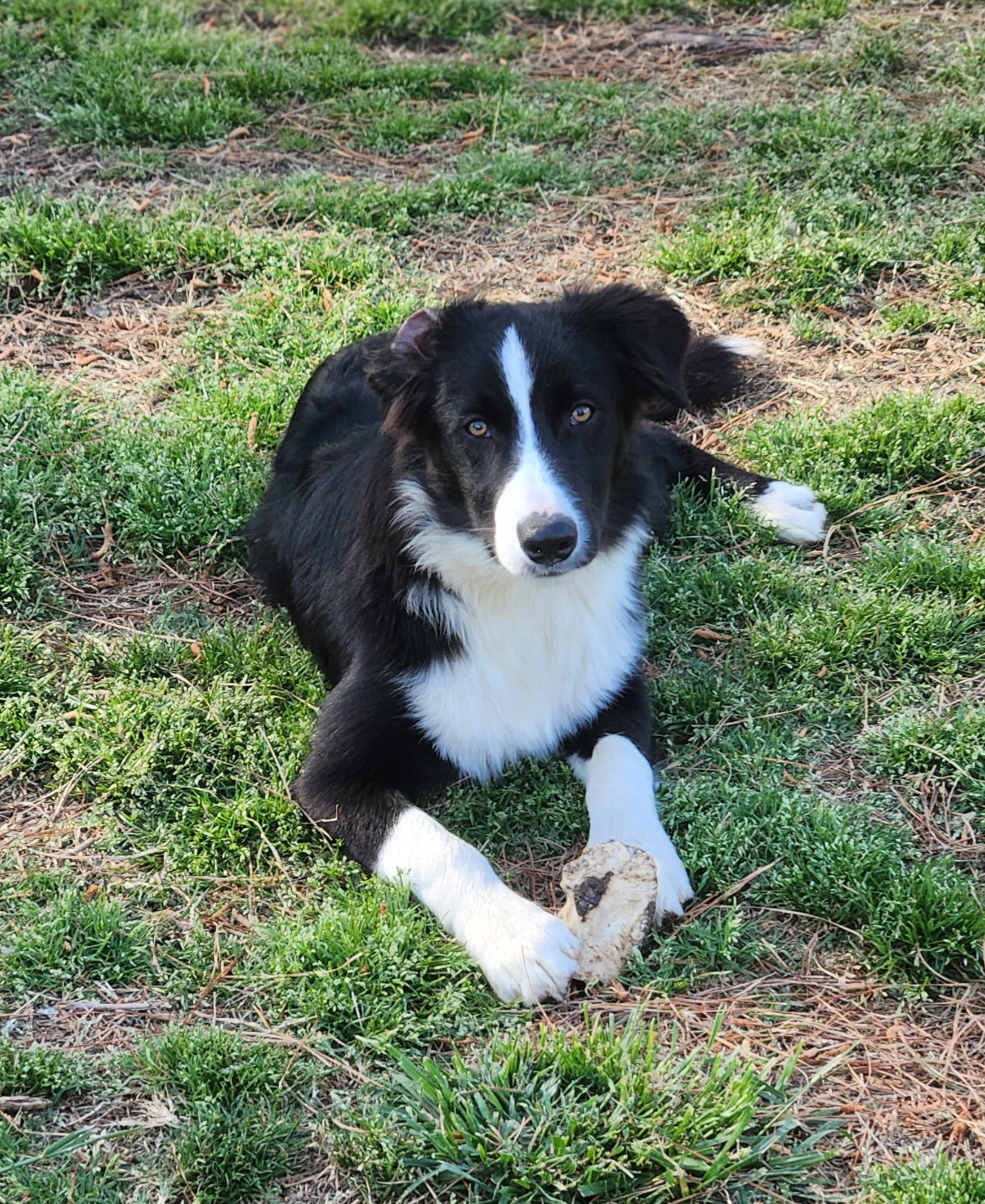 Sven  – Border Collie puppy for sale in Gloucester, VA