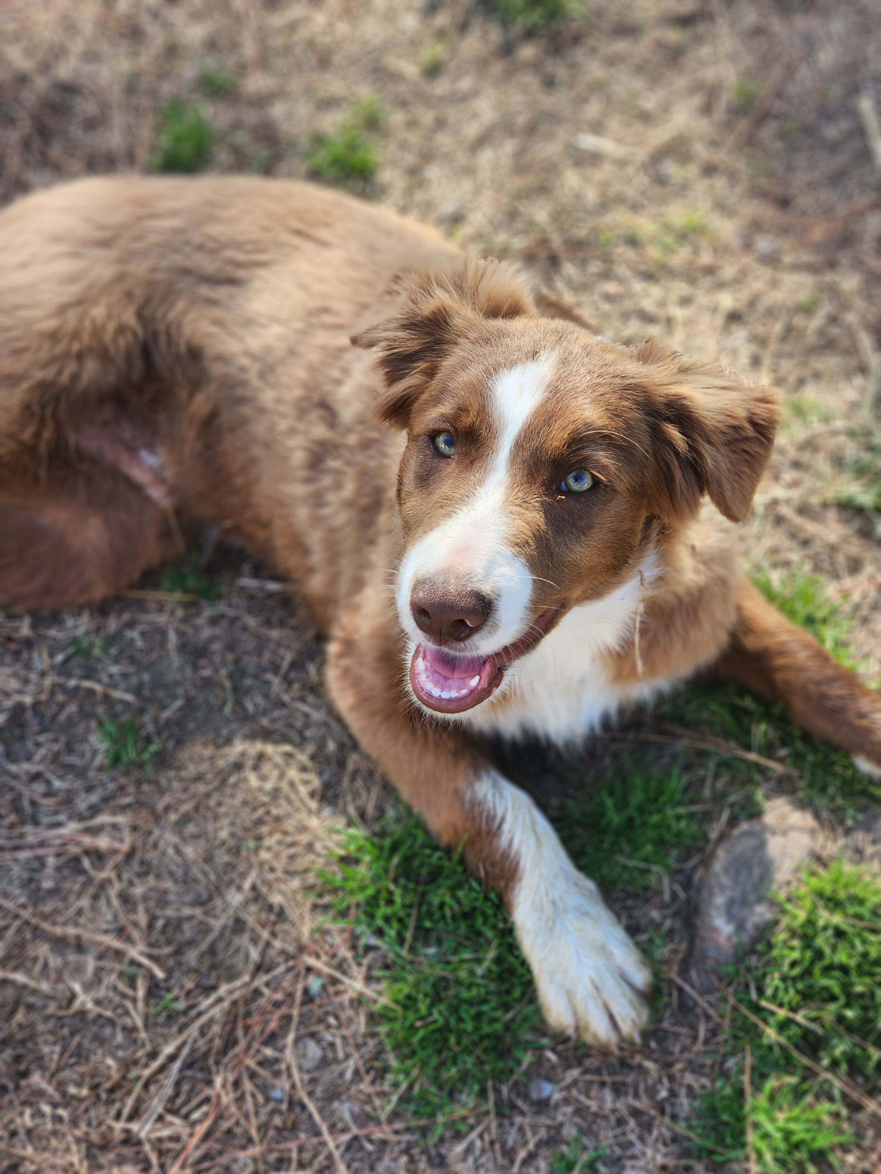 Rocky  – Border Collie puppy for sale in Gloucester, VA