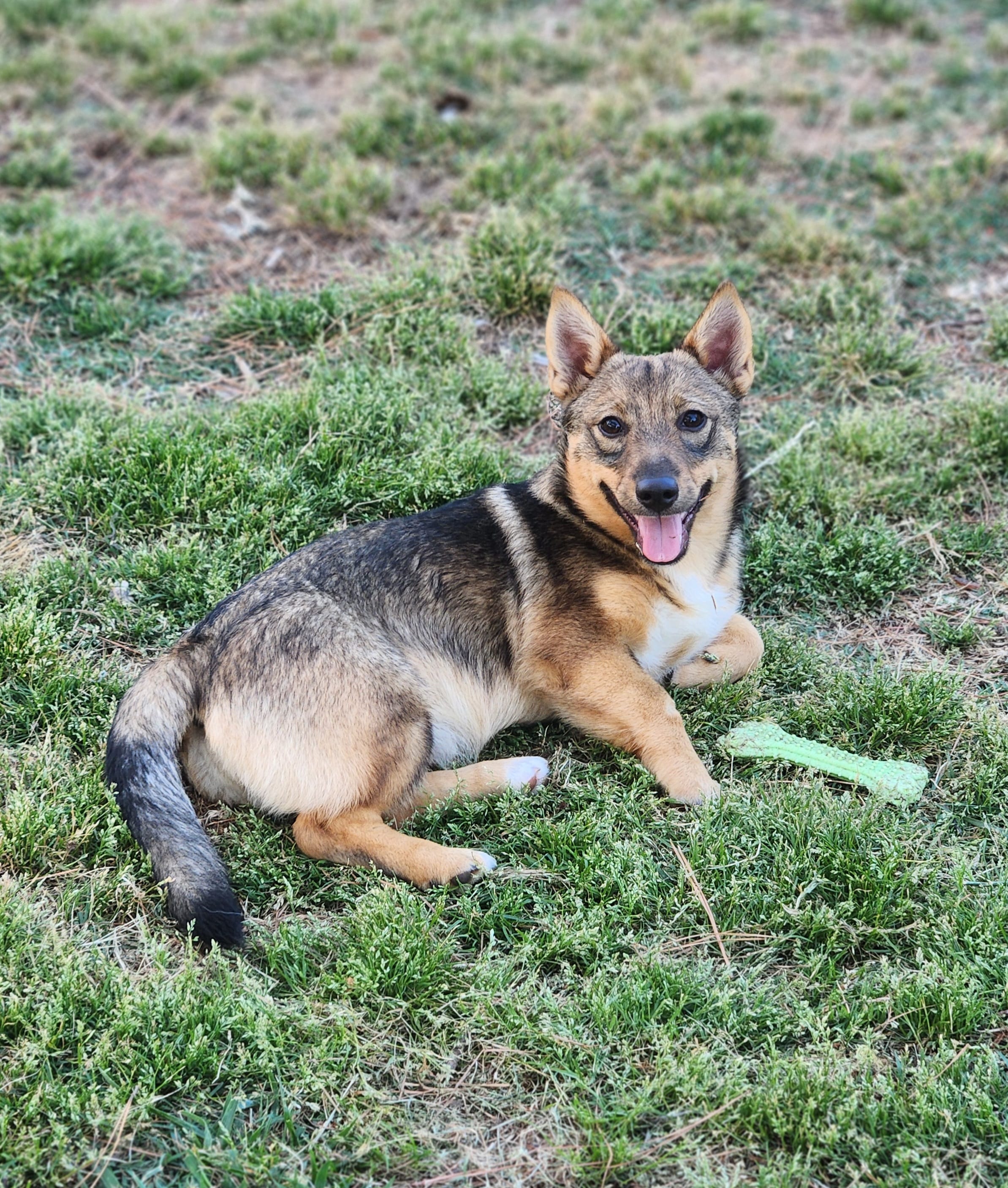 Sweety  – Swedish Vallhund puppy for sale in Gloucester, VA