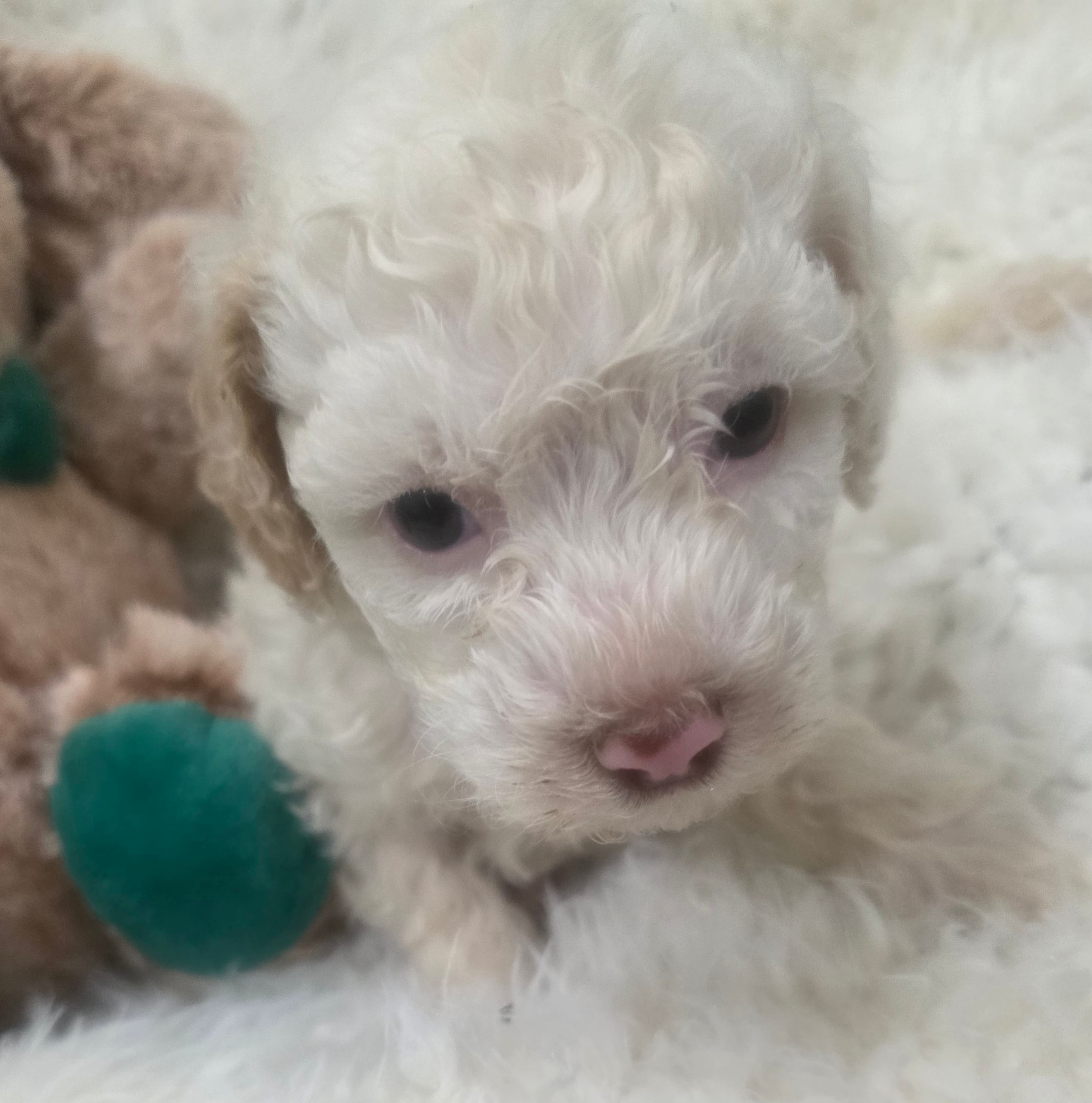 Casper – Poodle - Miniature  puppy for sale in Palmdale, CA