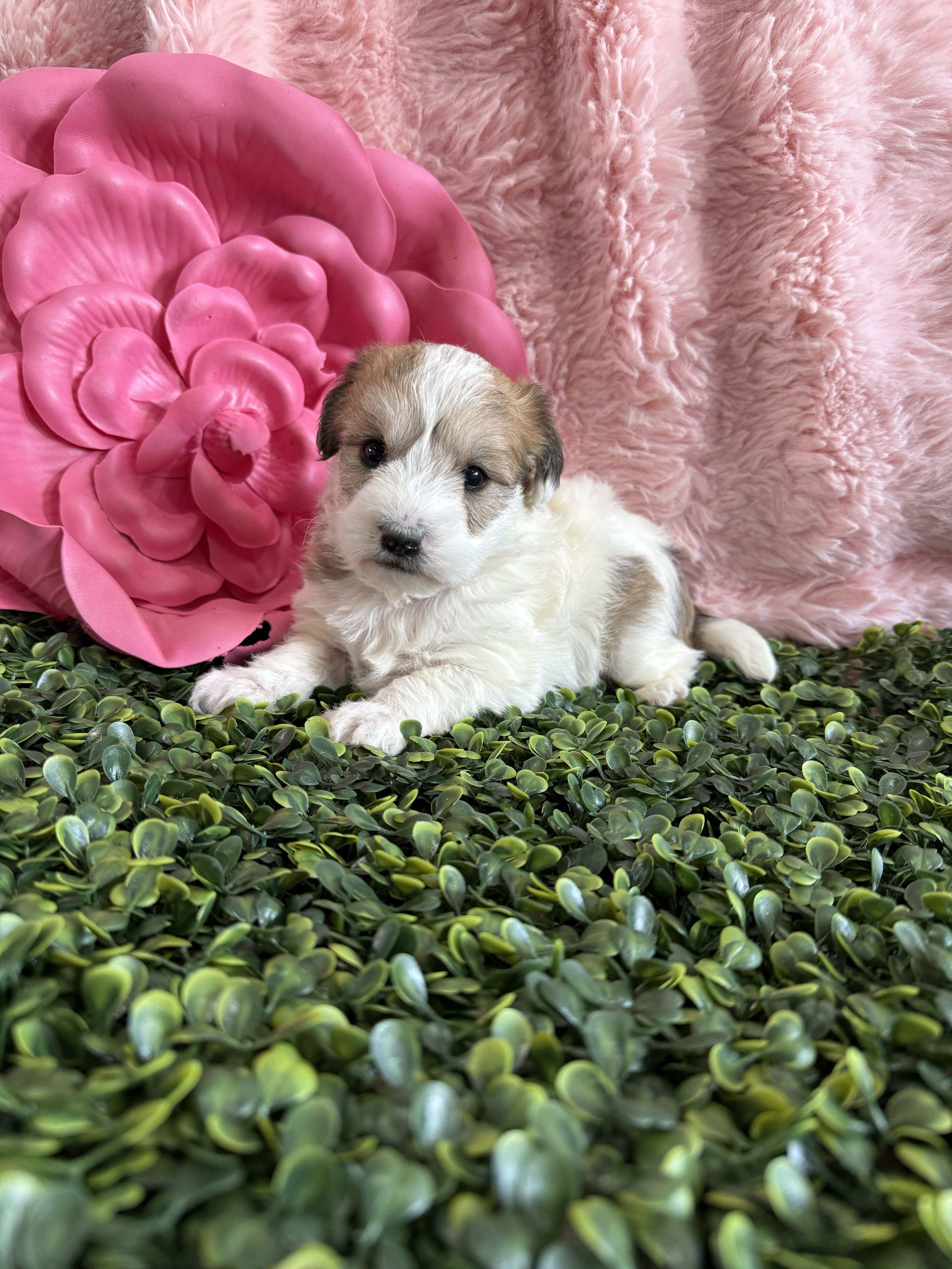 Georgia – Bichon Frise, Yorkshire Terrier puppy for sale in Sioux Center, IA
