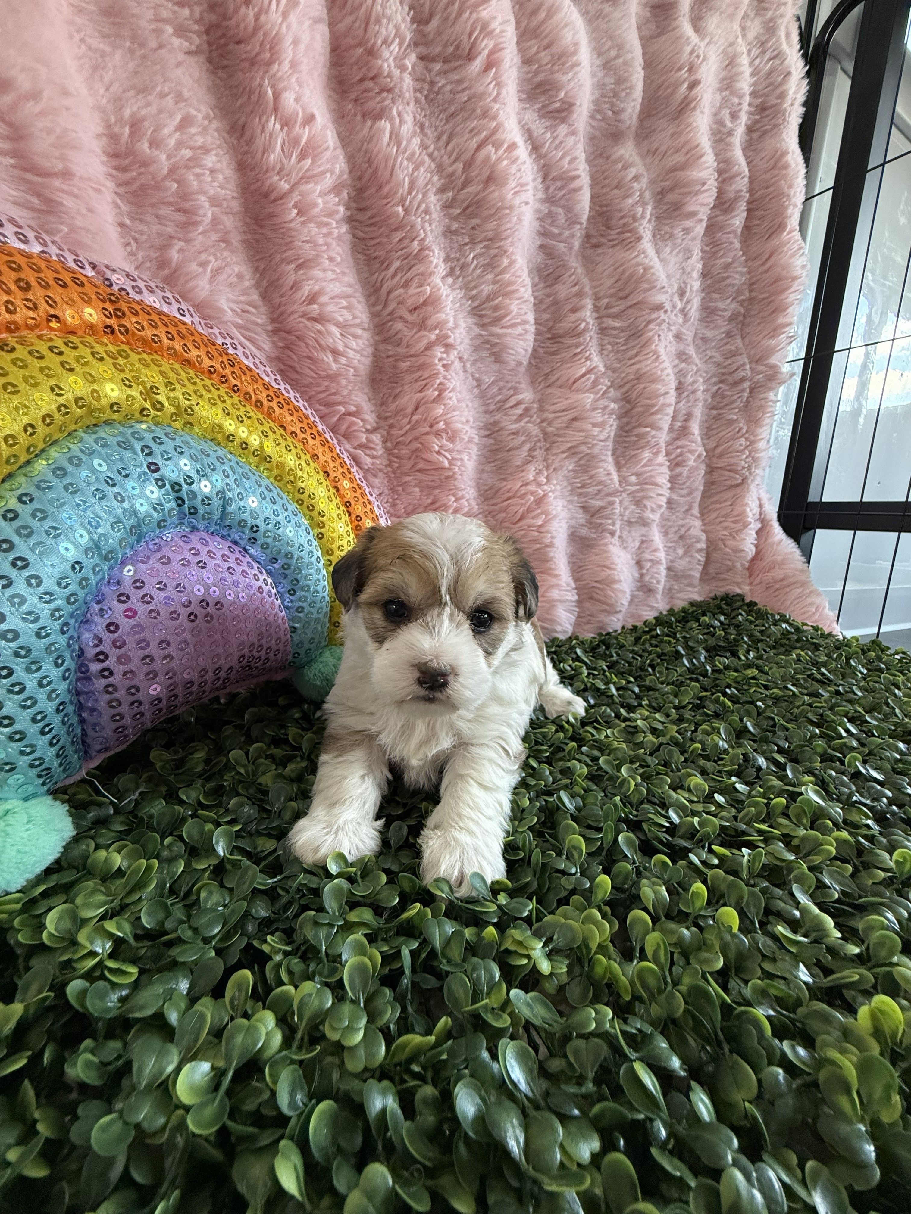 Grace – Bichon Frise, Yorkshire Terrier puppy for sale in Sioux Center, IA
