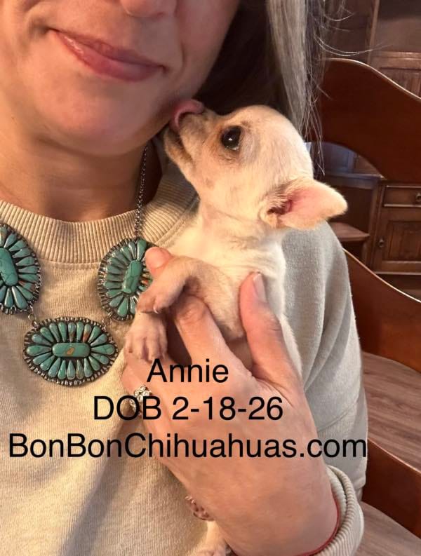 Annie Oakley – Chihuahua puppy for sale in Santa Fe, TX