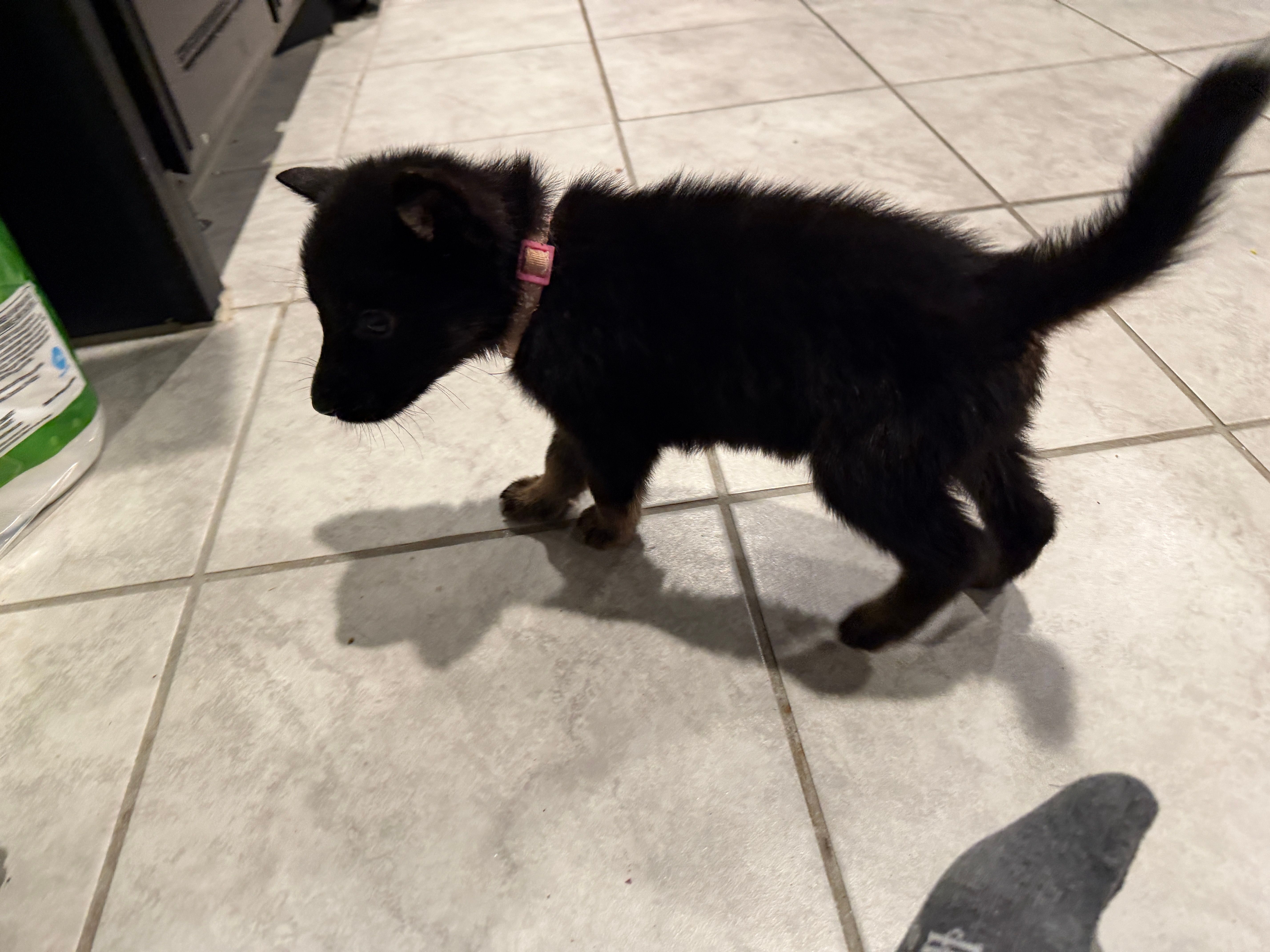 Tulip – German Shepherd Dog puppy for sale in Justin, TX