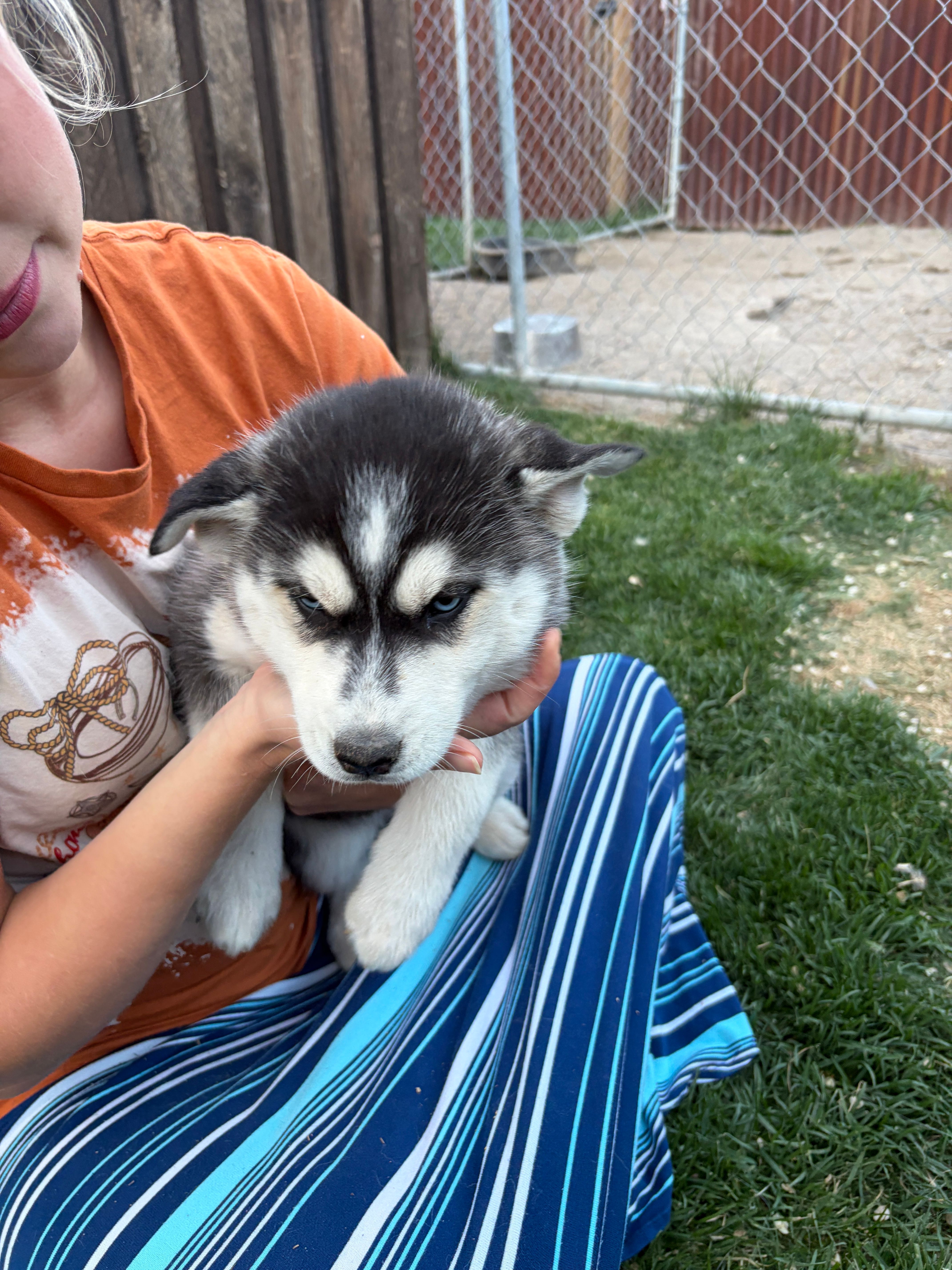 Poppy – Siberian Husky puppy for sale in Delta, CO