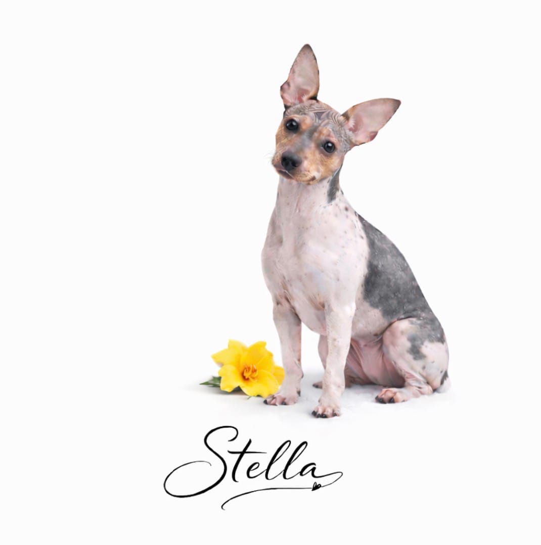 Health Tested Stella 