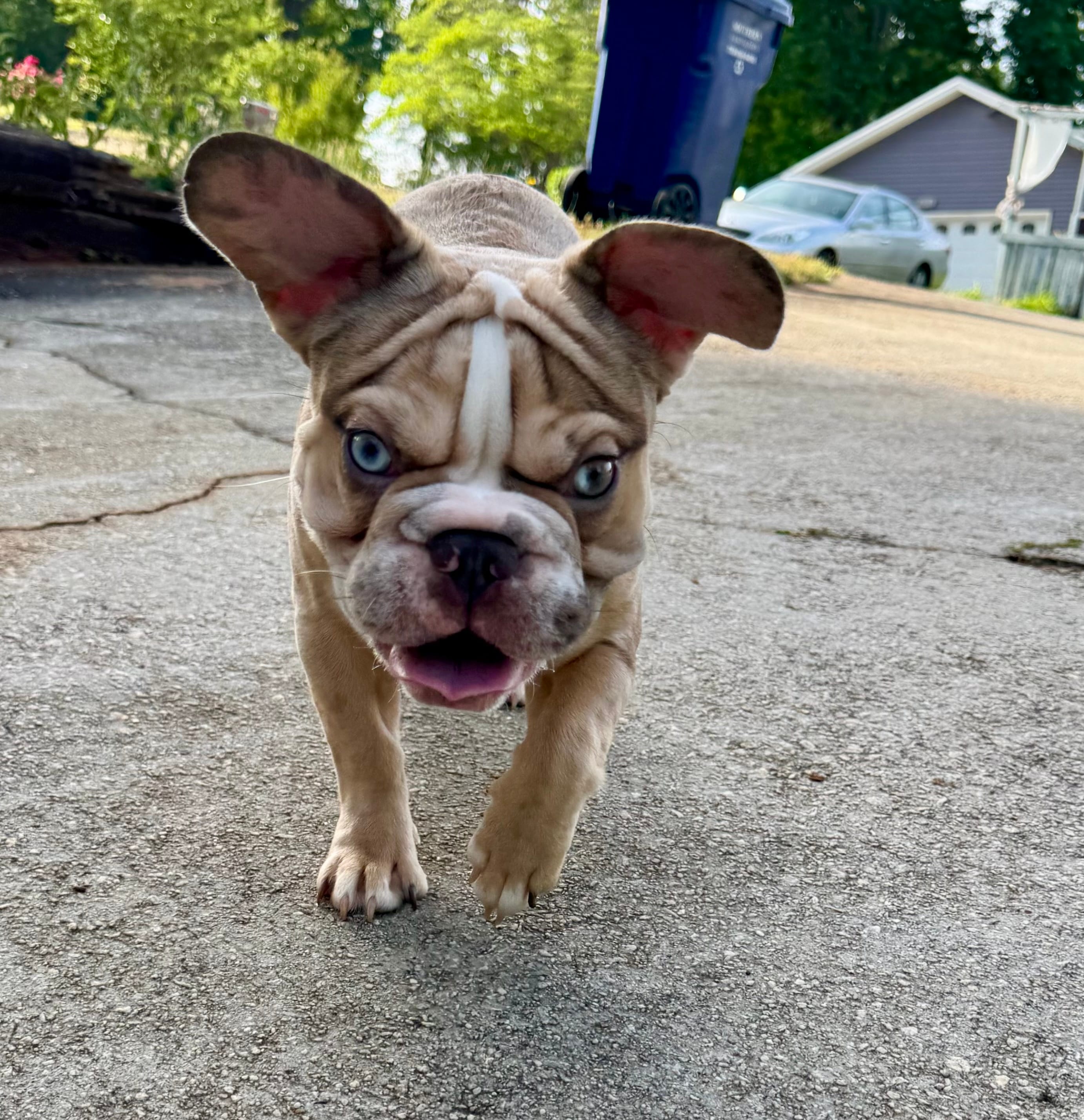 Muffin – French Bulldog puppy for sale in Atlanta, GA