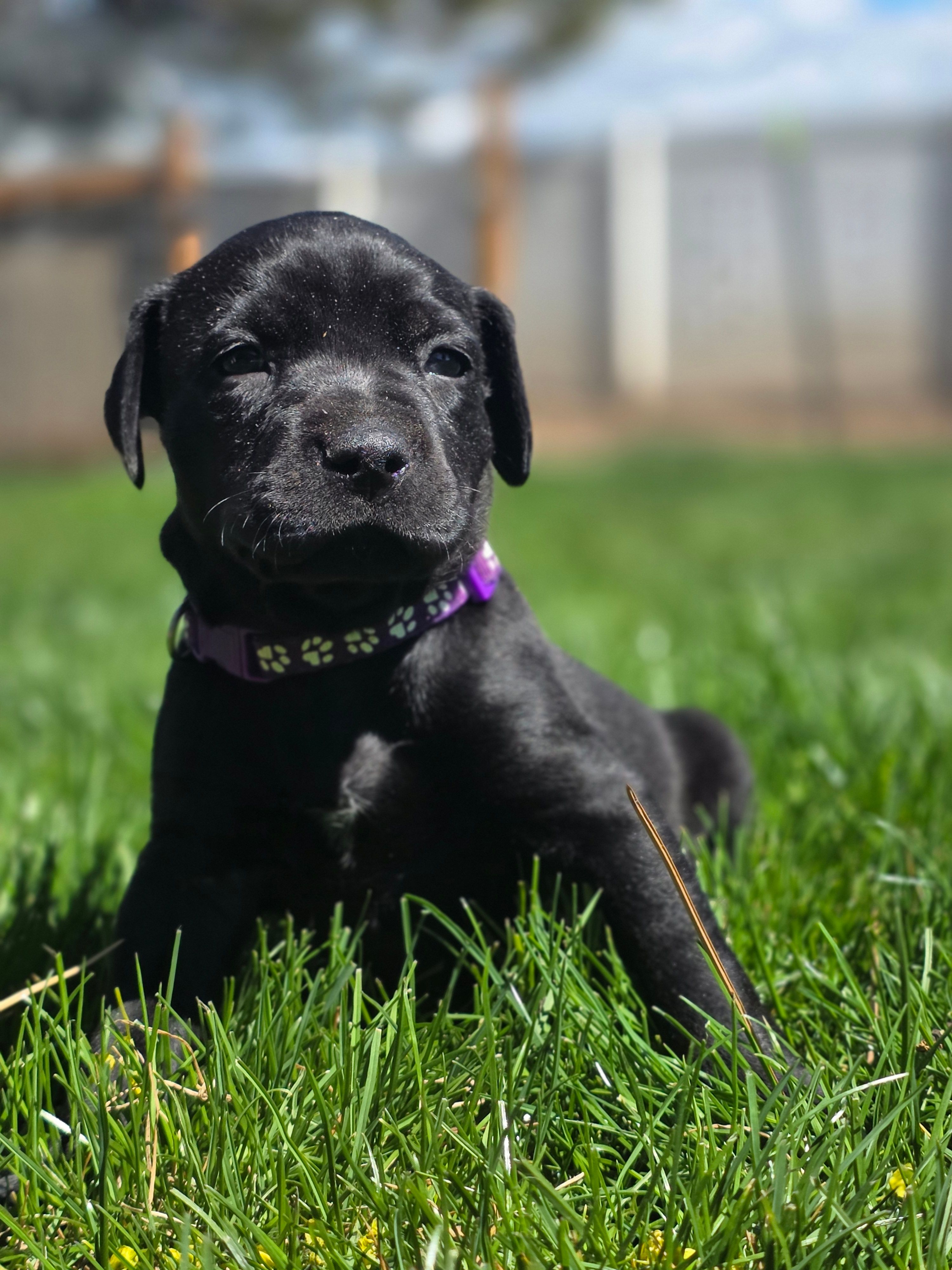 Geillis – Black Mouth Cur, German Shorthaired Pointer puppy for sale in Spokane Valley, WA