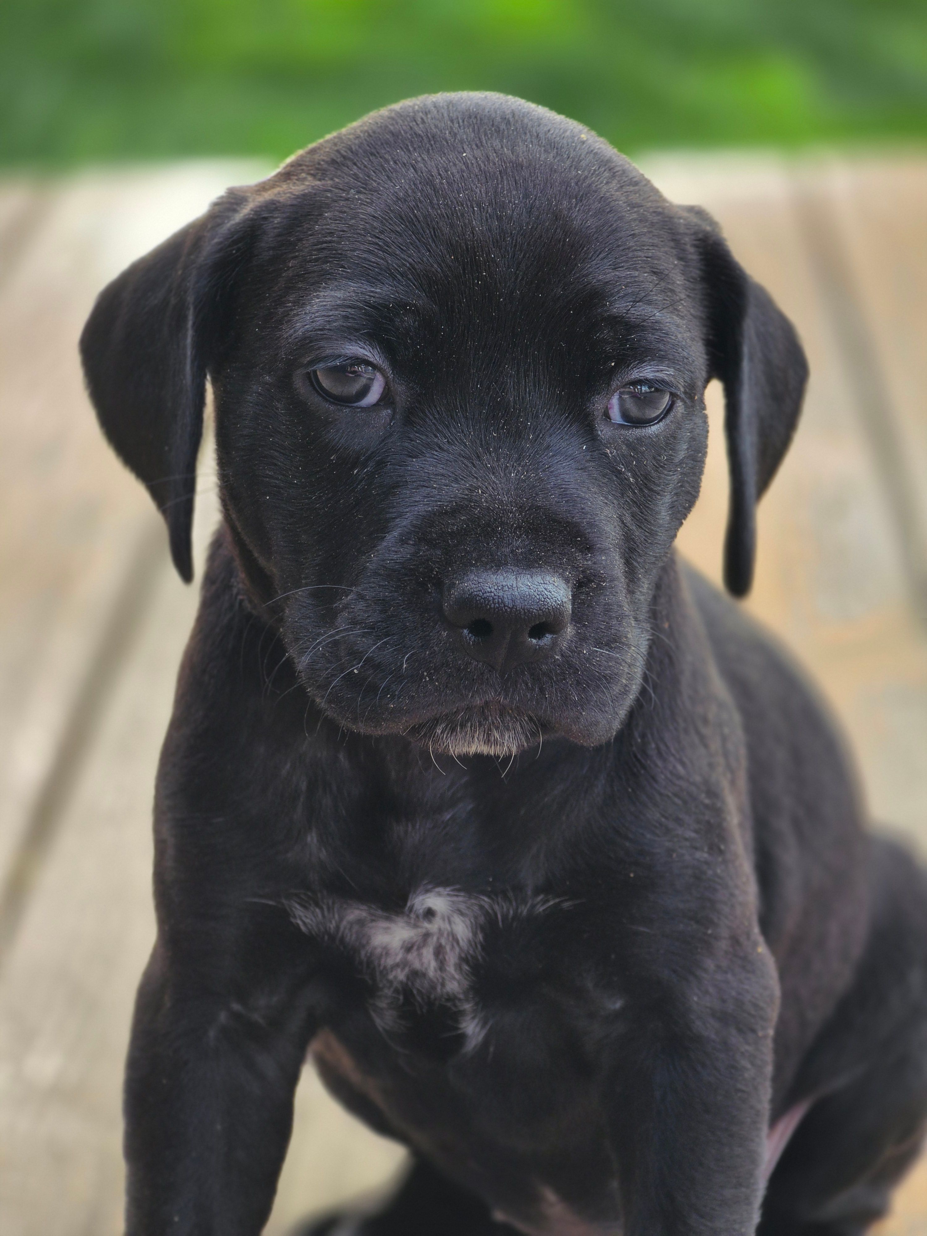Brianna – Black Mouth Cur, German Shorthaired Pointer puppy for sale in Spokane Valley, WA