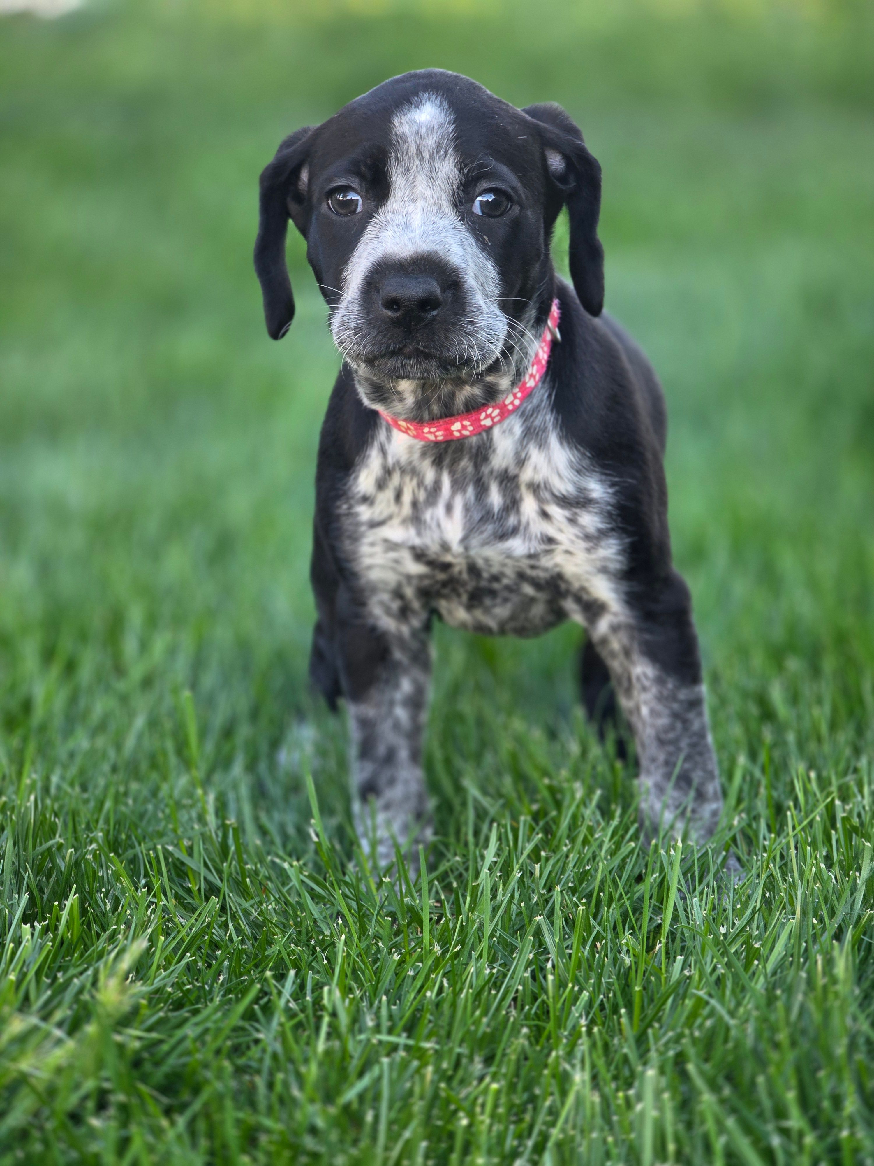 Claire – Black Mouth Cur, German Shorthaired Pointer puppy for sale in Spokane Valley, WA