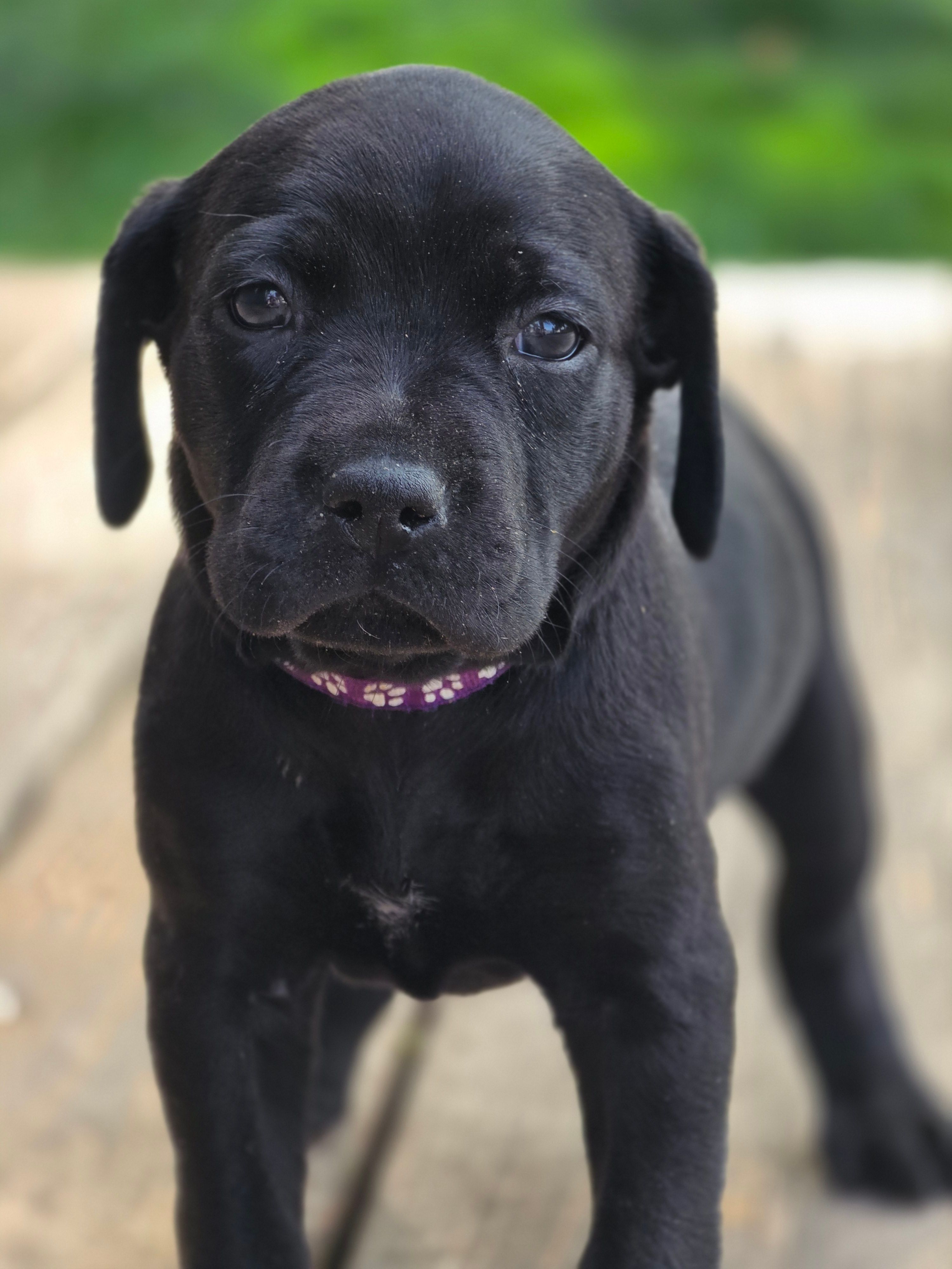 Geillis – Black Mouth Cur, German Shorthaired Pointer puppy for sale in Spokane Valley, WA
