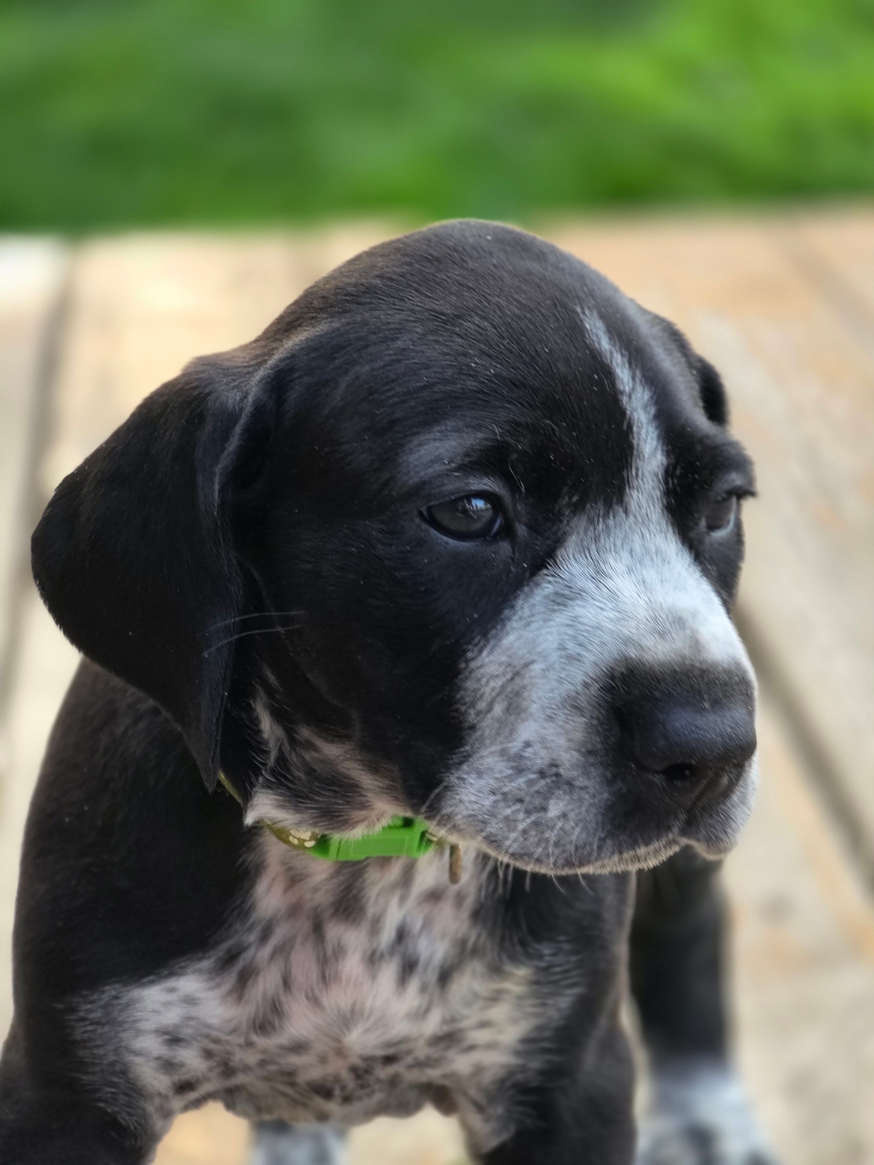 Murtagh  – Black Mouth Cur, German Shorthaired Pointer puppy for sale in Spokane Valley, WA