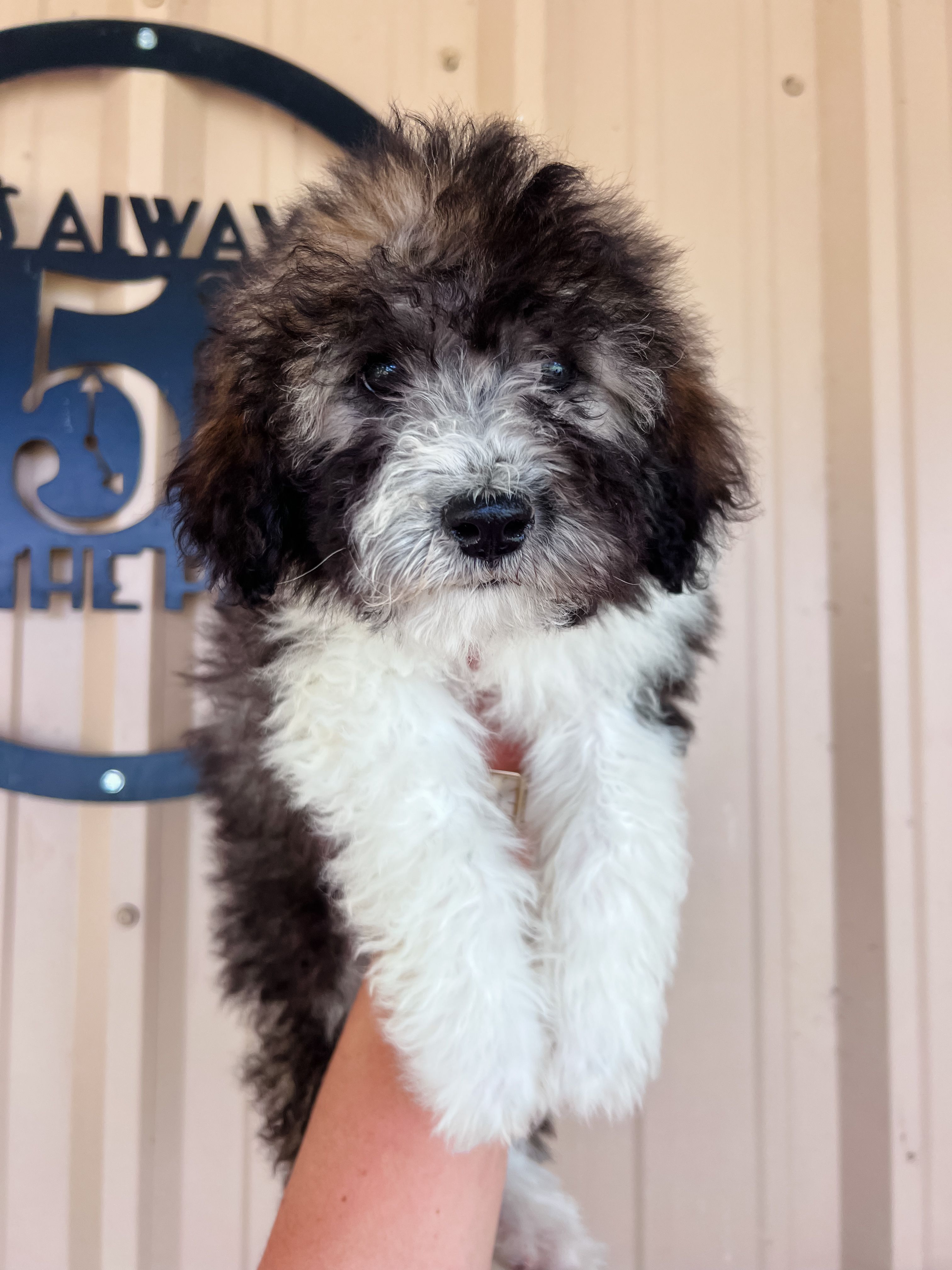 Mr Cricket – Sheepadoodle puppy for sale in Sulphur Bluff, TX