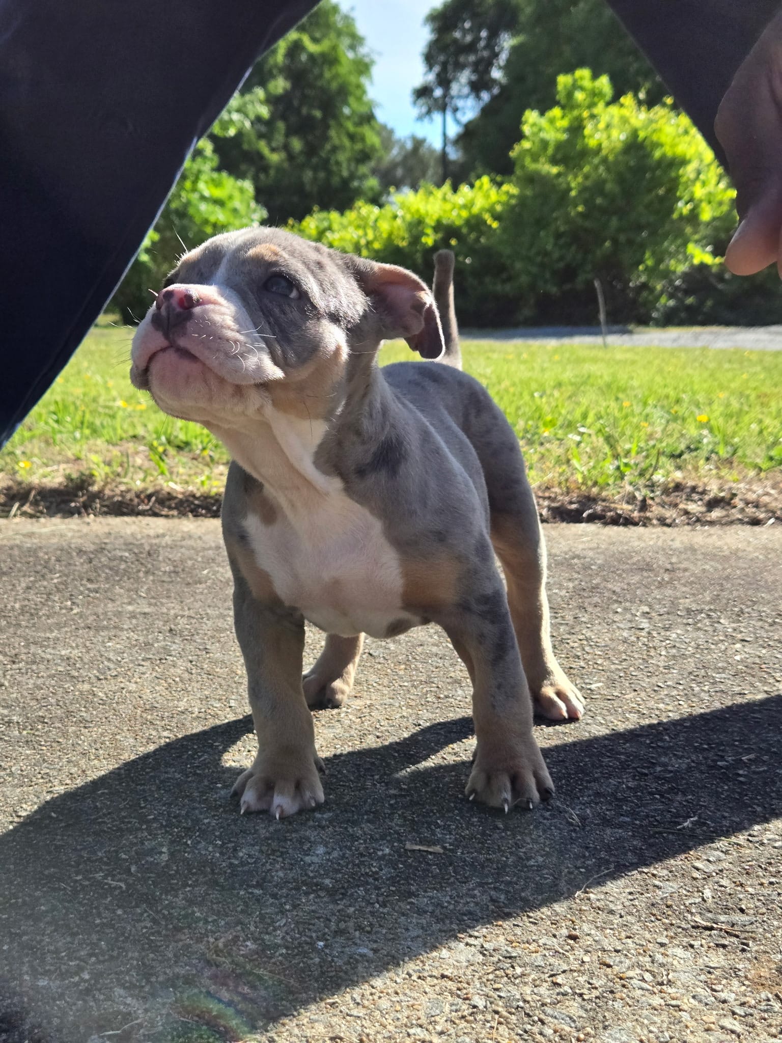 Abigail  – American Bully puppy for sale in Emporia, VA