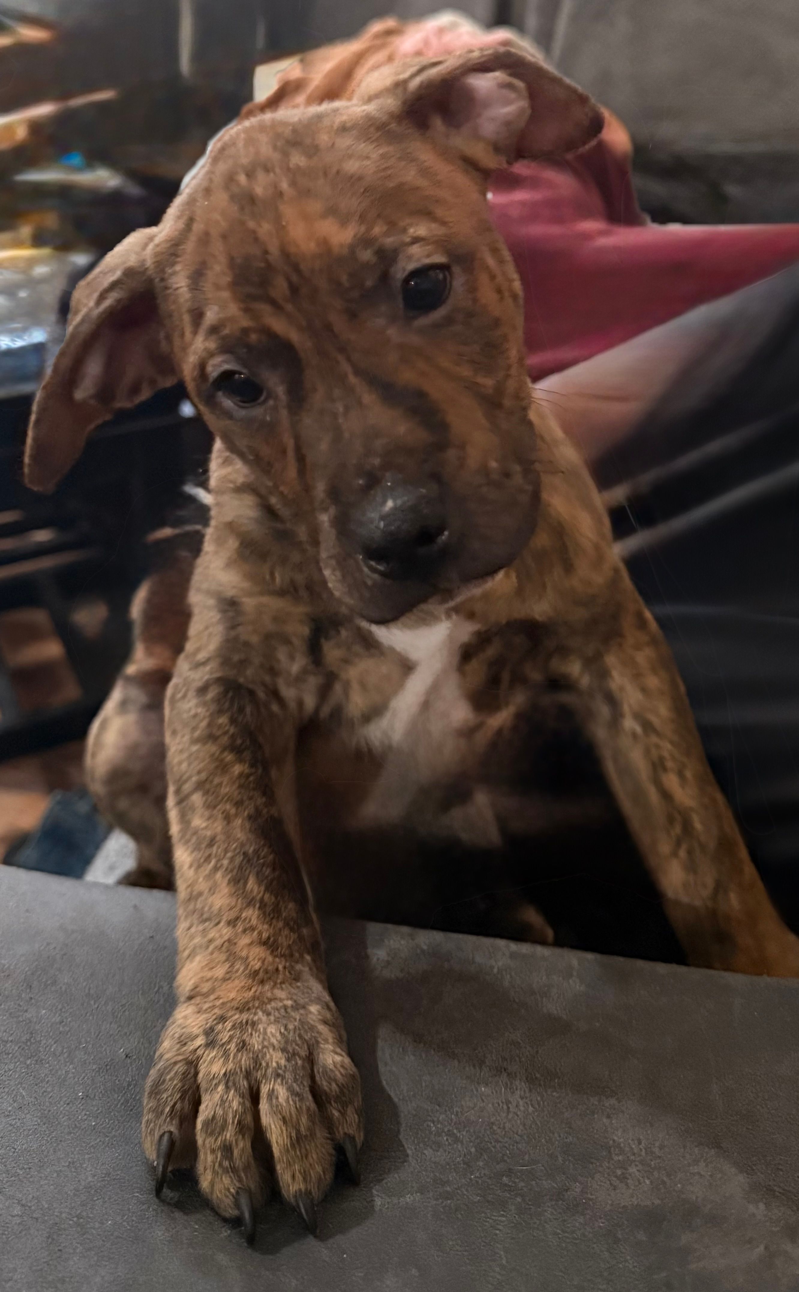 Chase – American Pit Bull Terrier puppy for sale in Merrillville, IN