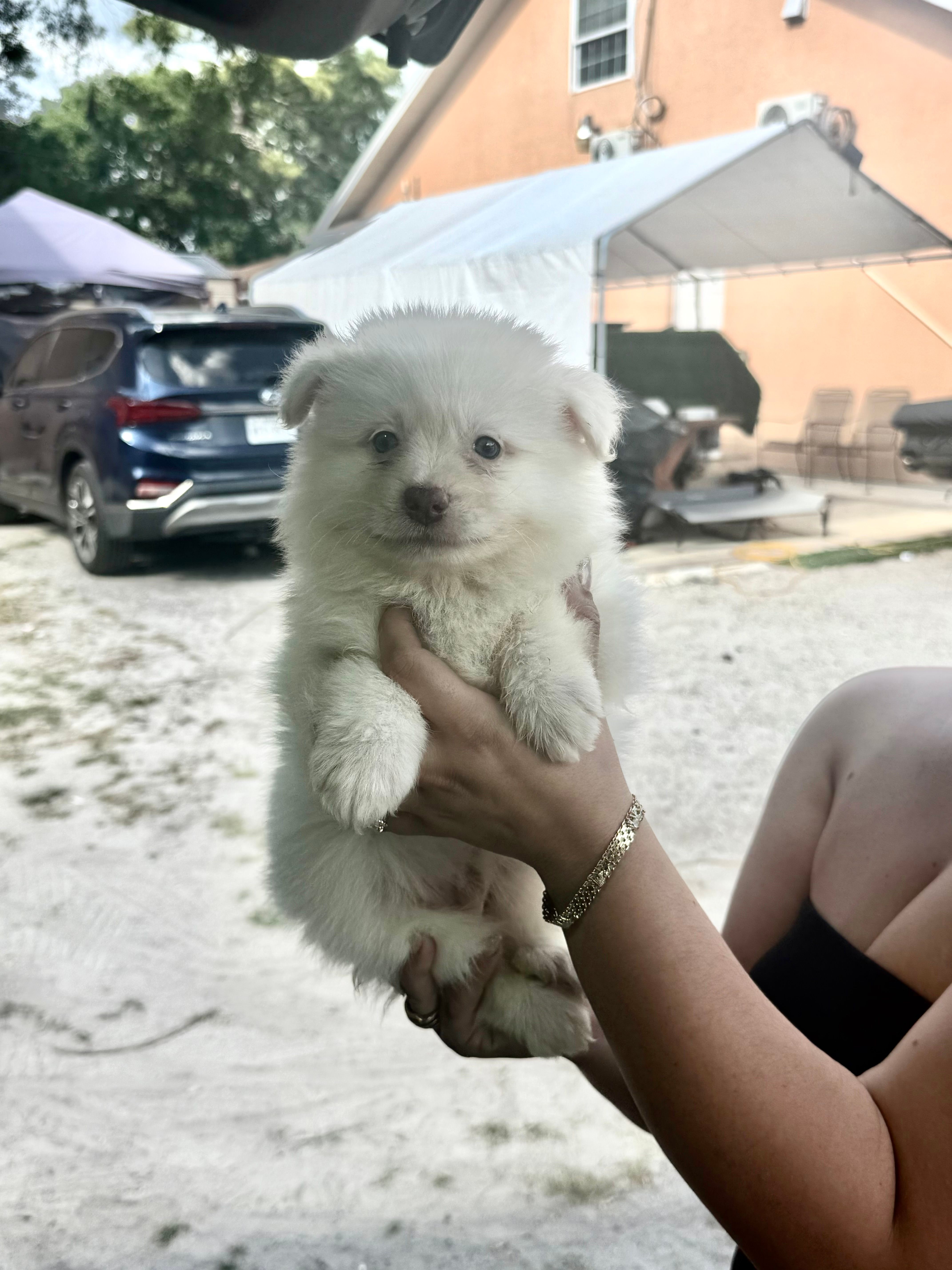 Pomeranian – Pomeranian puppy for sale in Tampa, FL