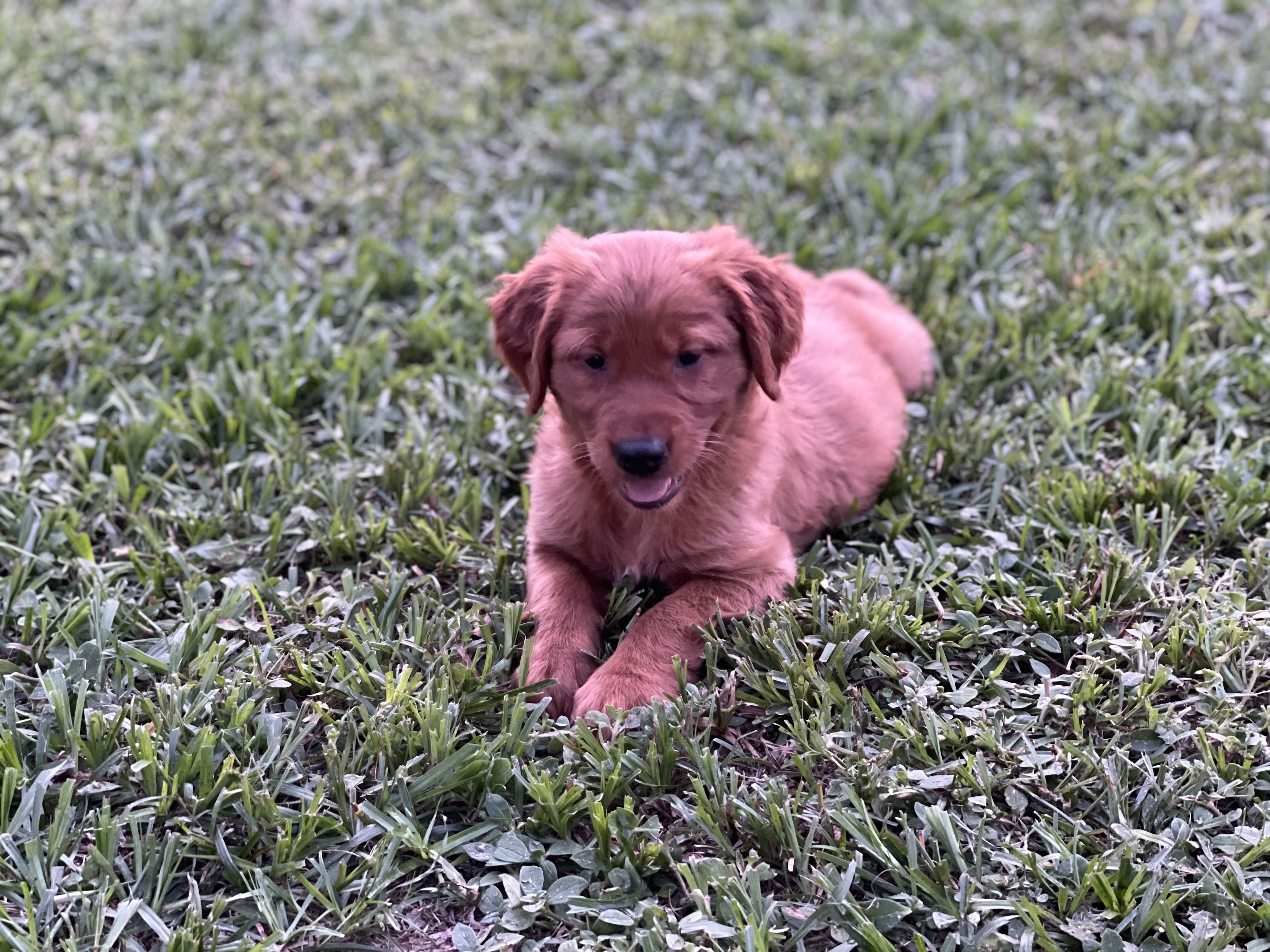 Golden retriever  – Golden Retriever puppy for sale in Tampa, FL