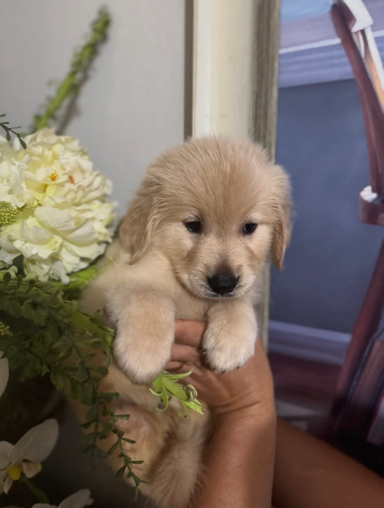 Golden retriever  – Golden Retriever puppy for sale in Tampa, FL