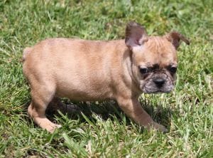 SASHA RED MERLE – French Bulldog puppy for sale in Marshfield, MO