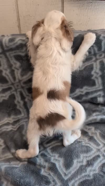 Archie in California, a male Cavalier King Charles Spaniel for sale in Arroyo Grande, CA – 2 of 9