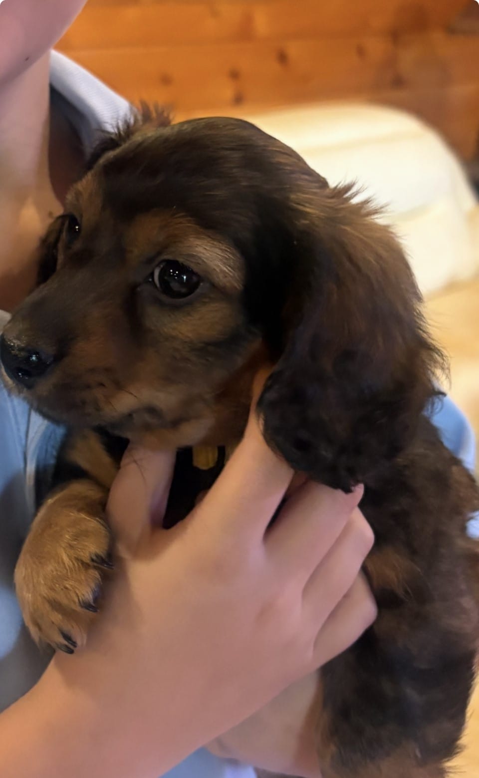 AKC Shaded Cream/Red Female – Miniature Dachshund puppy for sale in Buchanan, GA