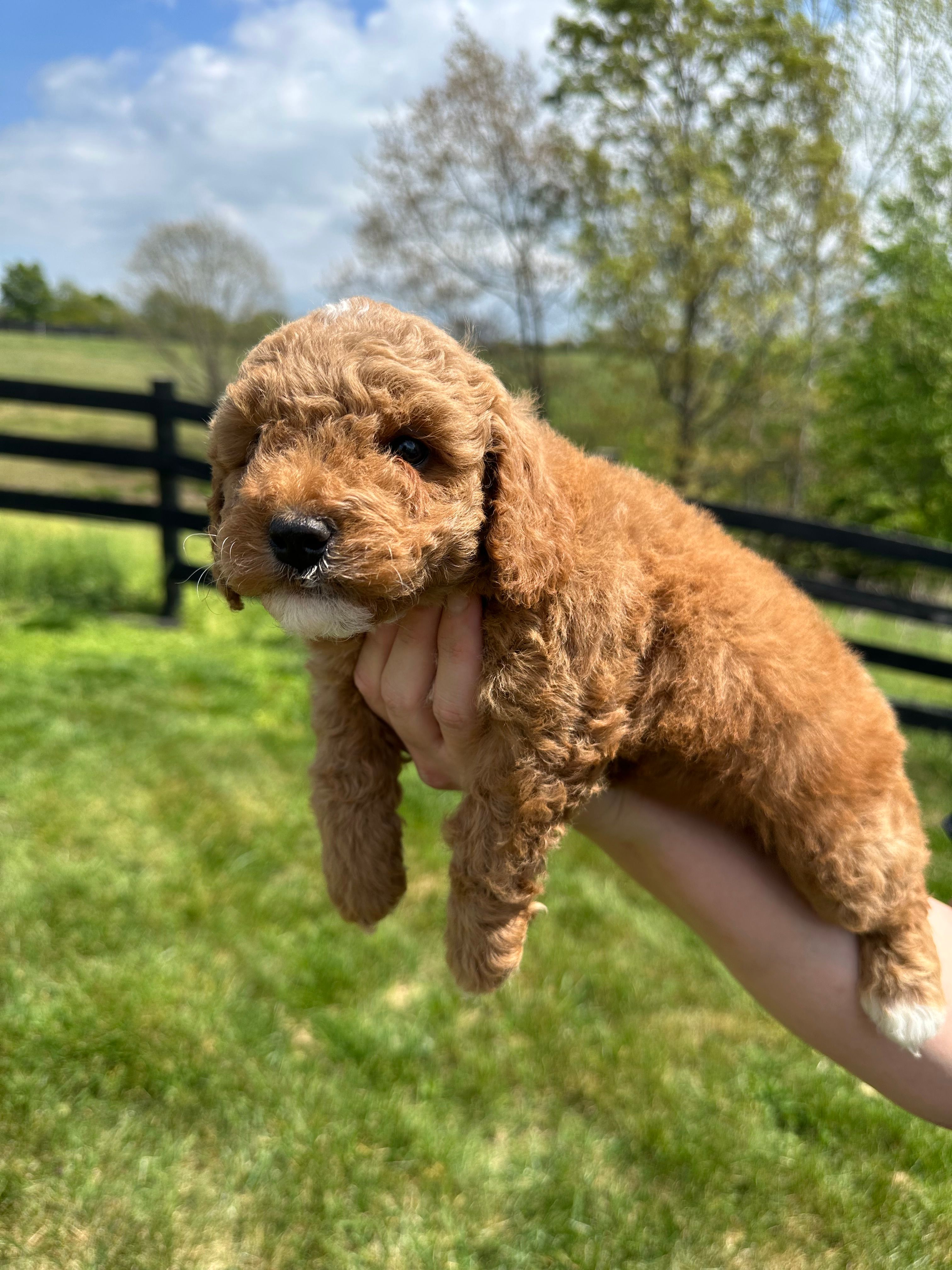 Leo – Poodle - Miniature  puppy for sale in Munfordville, KY