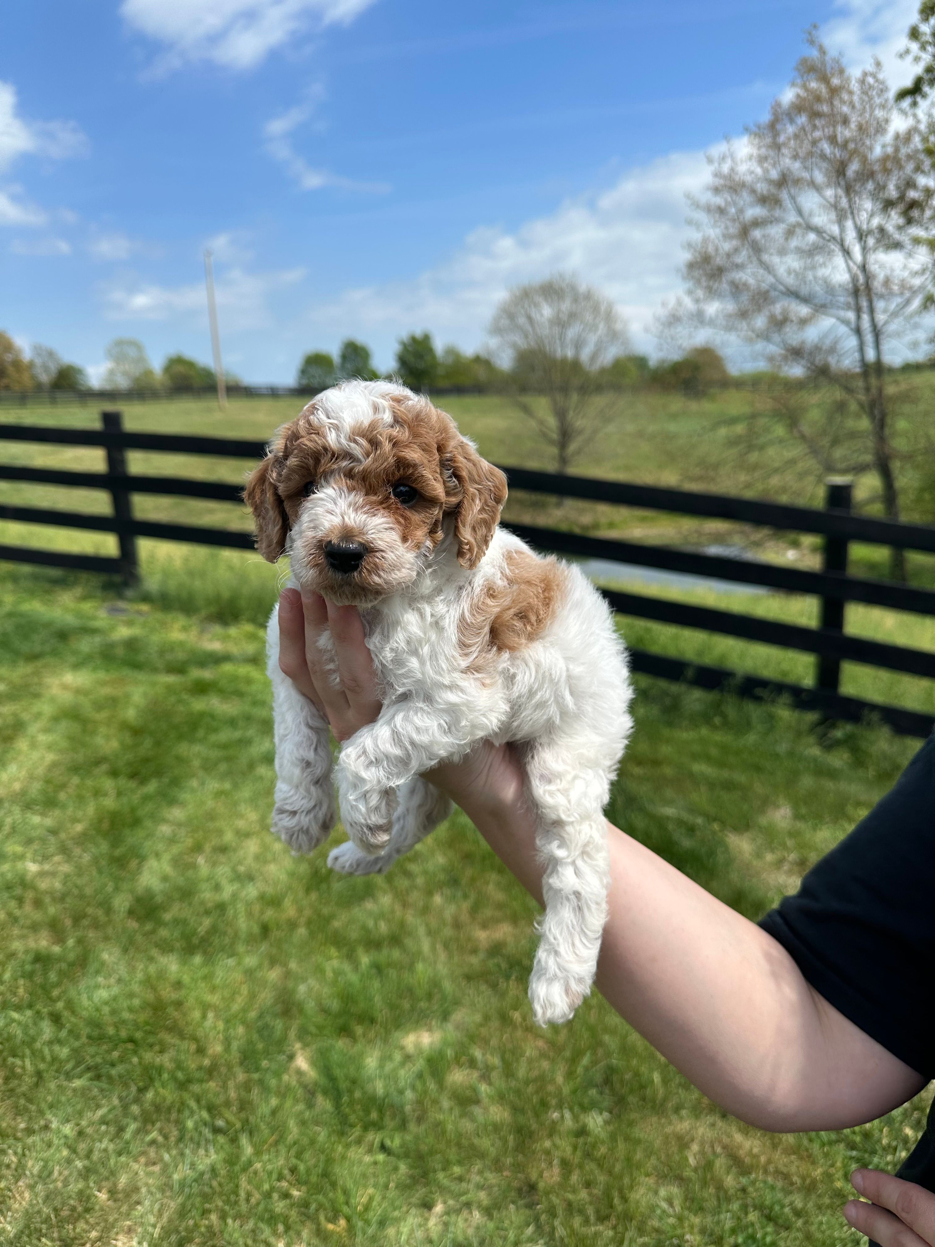 Bailey – Poodle - Toy  puppy for sale in Munfordville, KY