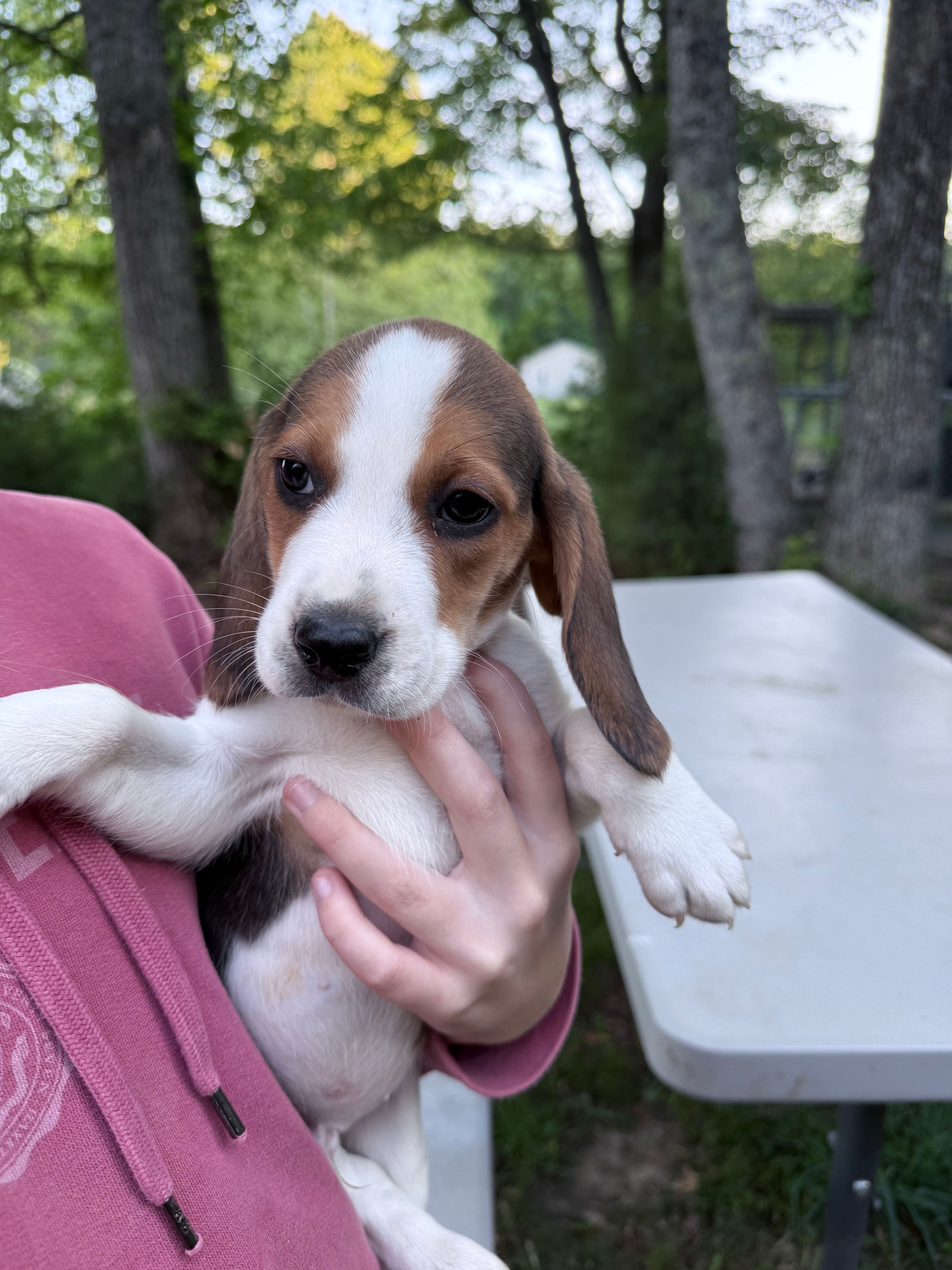 Male a – Beagle puppy for sale in Louisa, VA