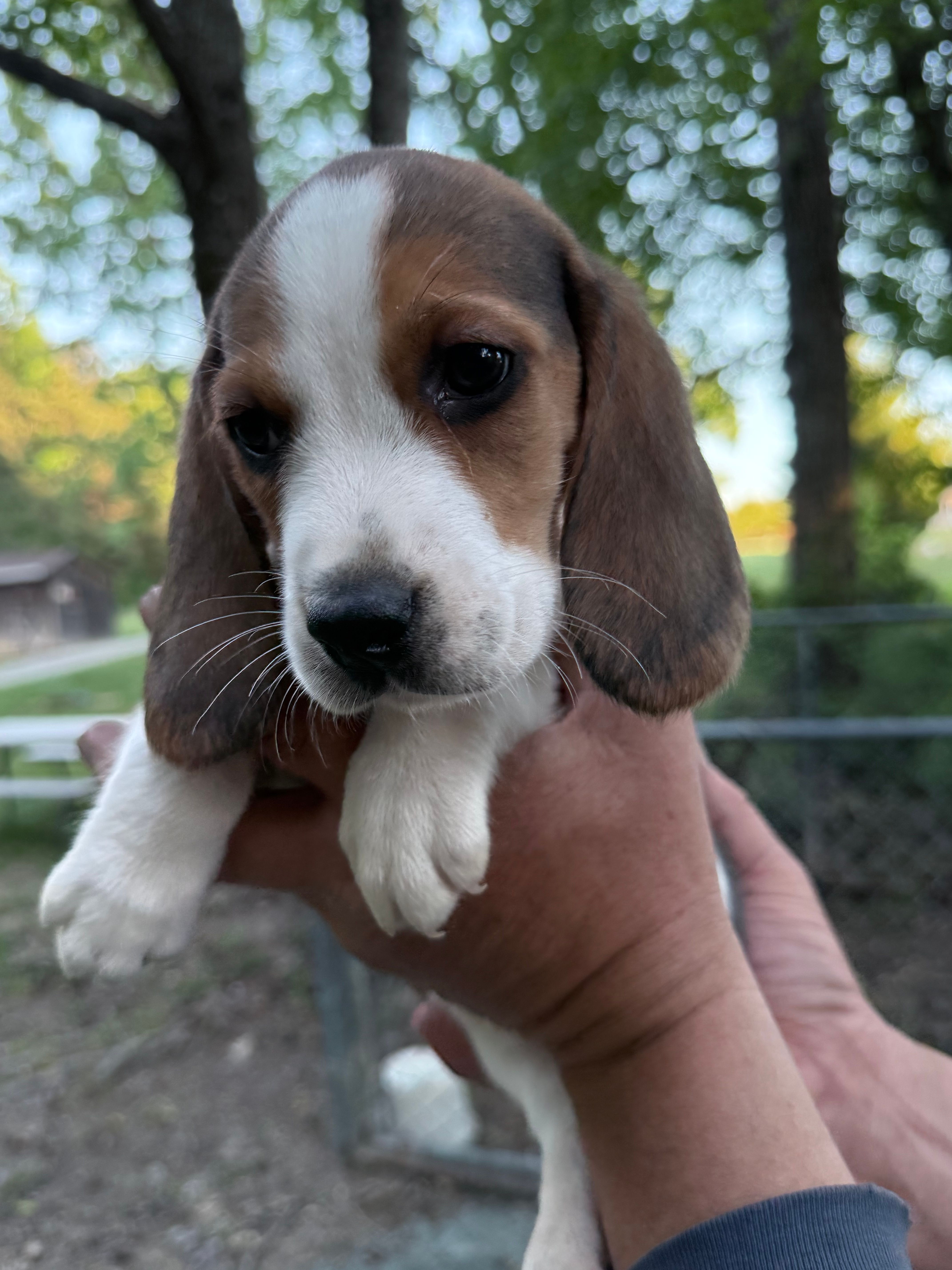 Female b – Beagle puppy for sale in Louisa, VA