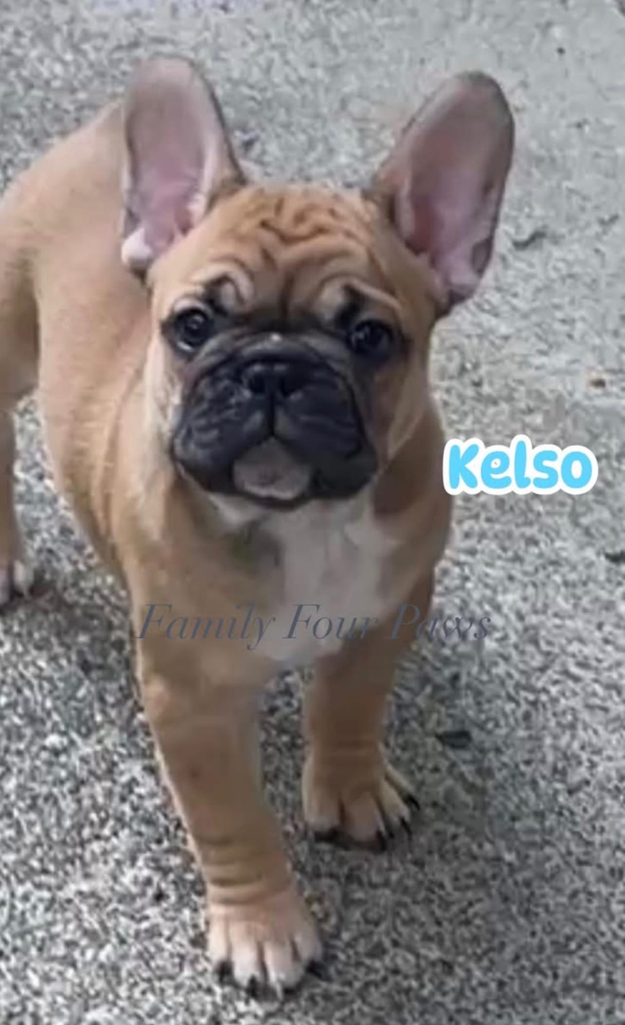 Kelso – French Bulldog, Frenchton puppy for sale in Hoodsport, WA