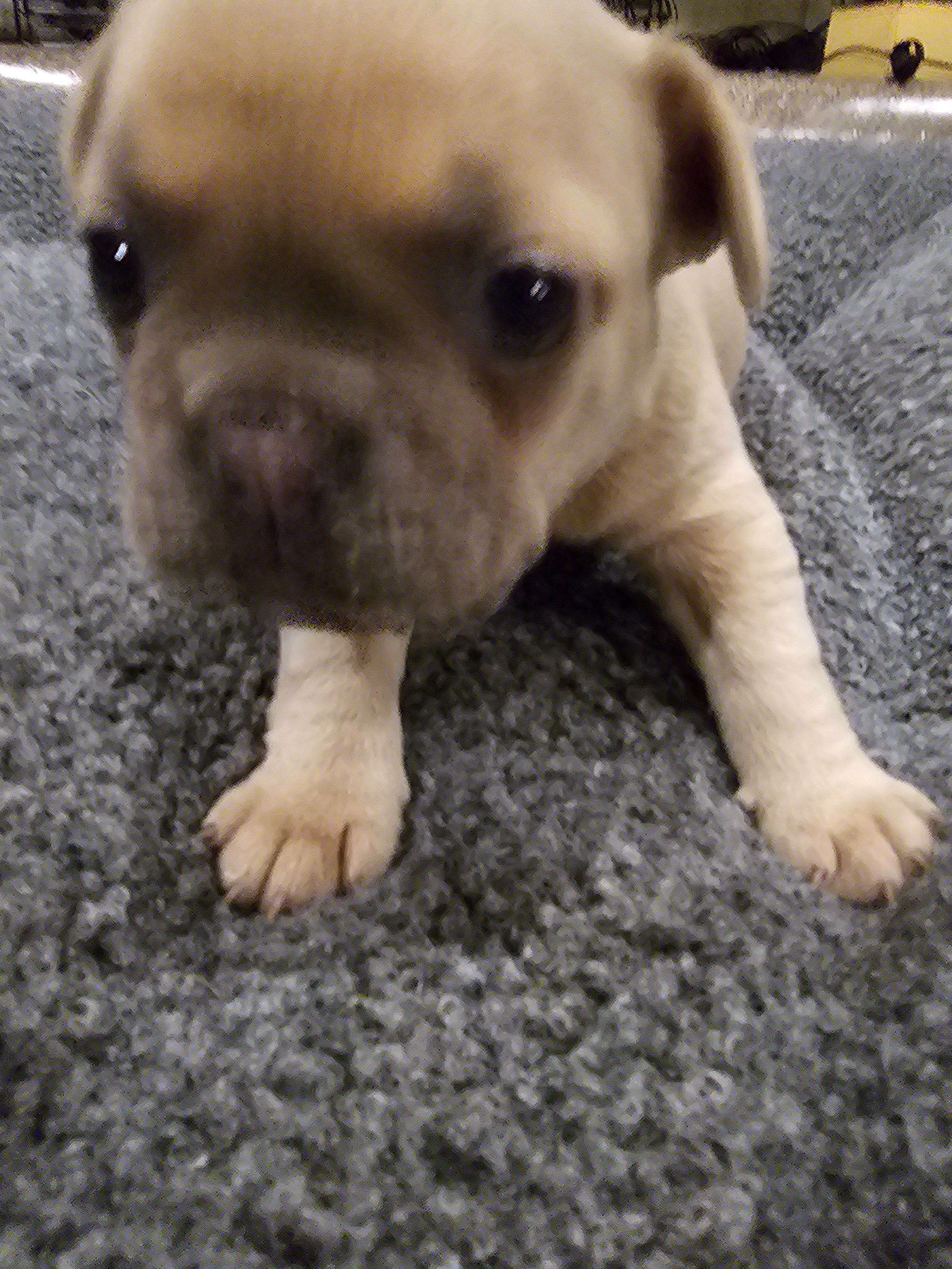 April – French Bulldog puppy for sale in Largo, FL