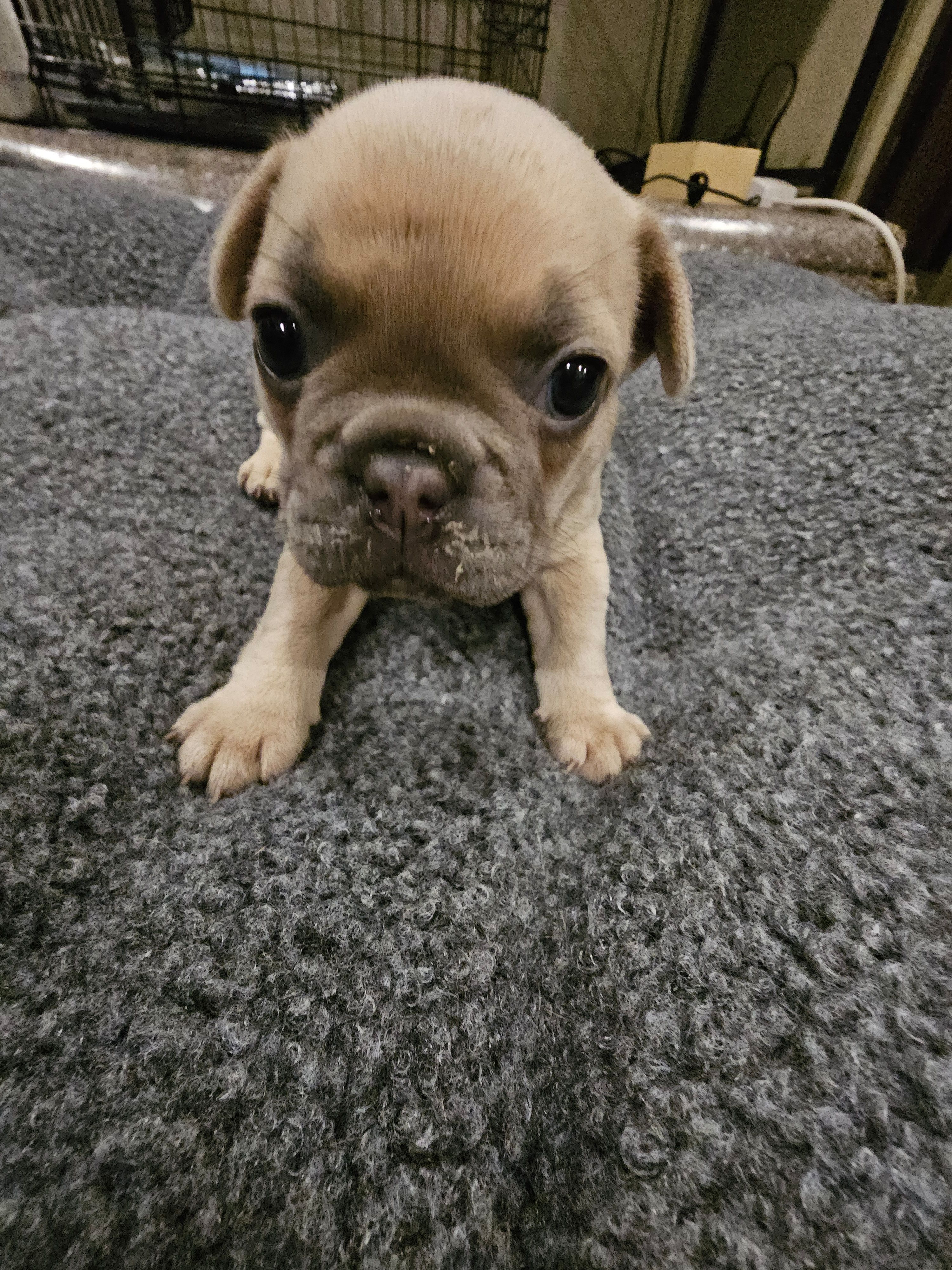 April, a female French Bulldog for sale in Largo, FL – 2 of 2