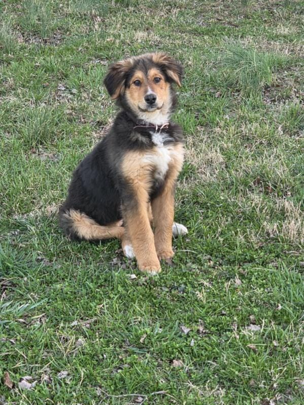 Roxie – Bernese Mountain Dog puppy for sale in Louisville, KY