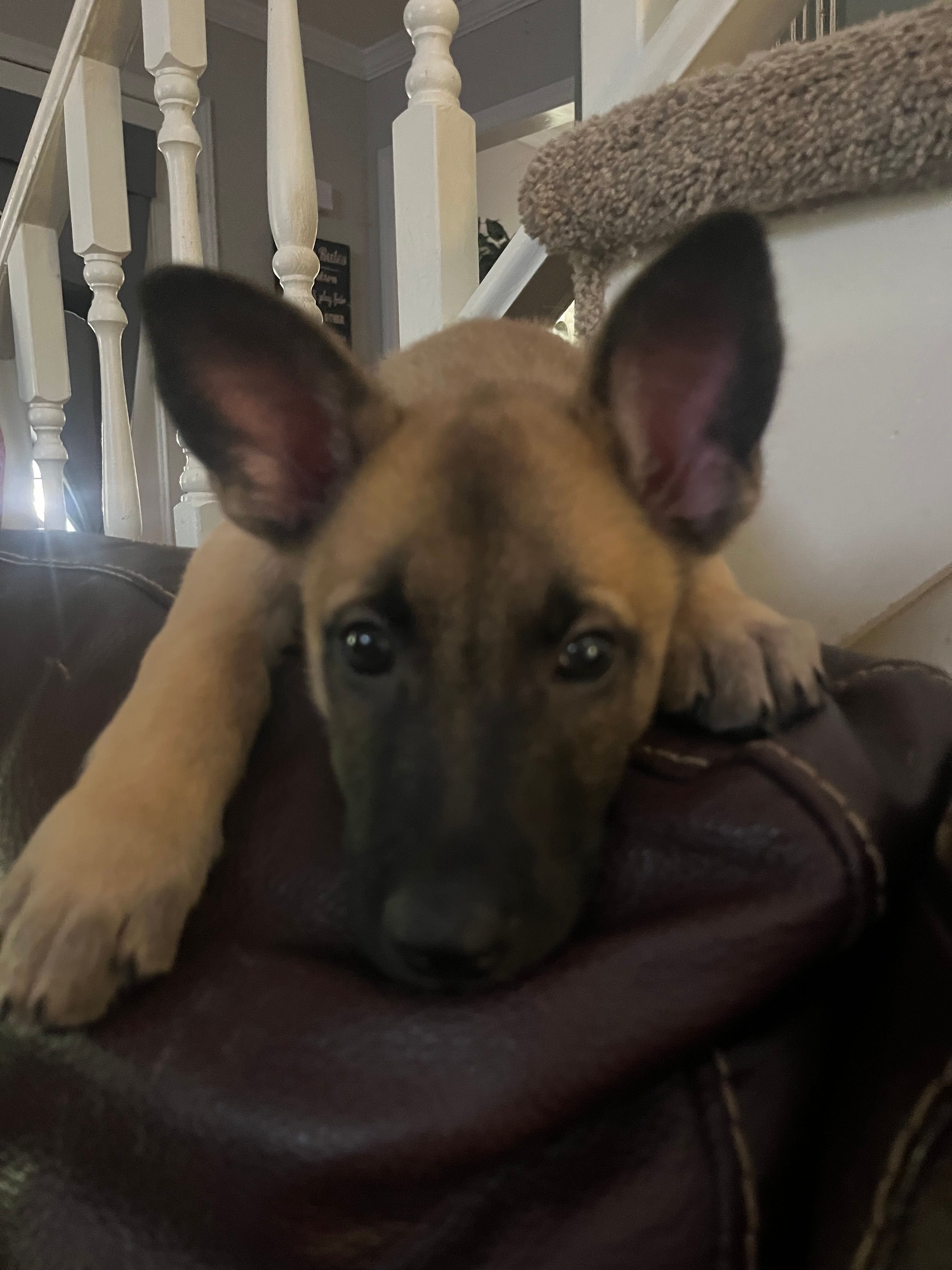 Brown Bear 🐻  – Belgian Malinois, German Shepherd Dog puppy for sale in Raleigh, NC