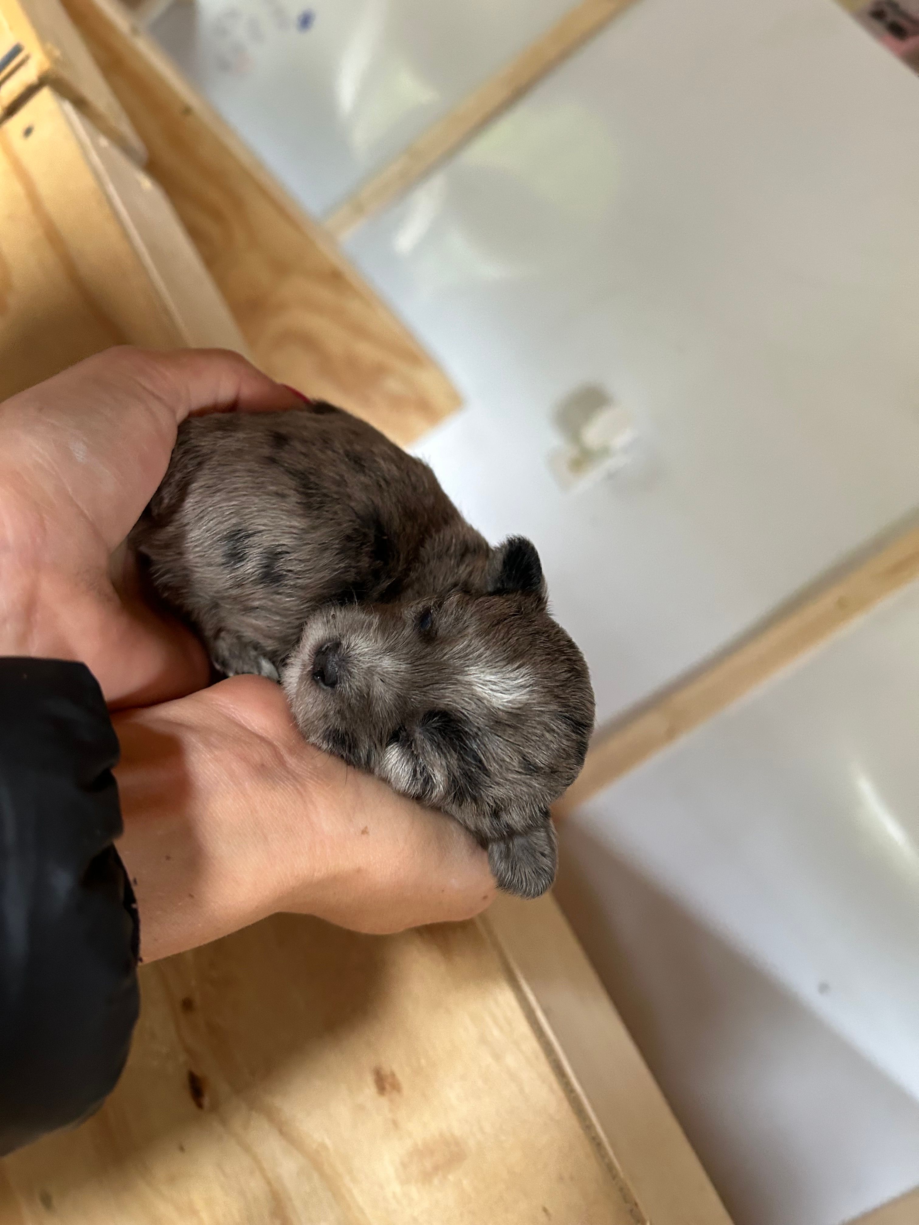 Tiny Tim  – Morkie puppy for sale in Newton Grove, NC
