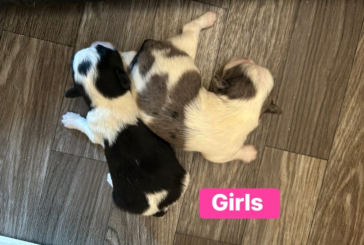 Angel  – Morkie puppy for sale in Newton Grove, NC