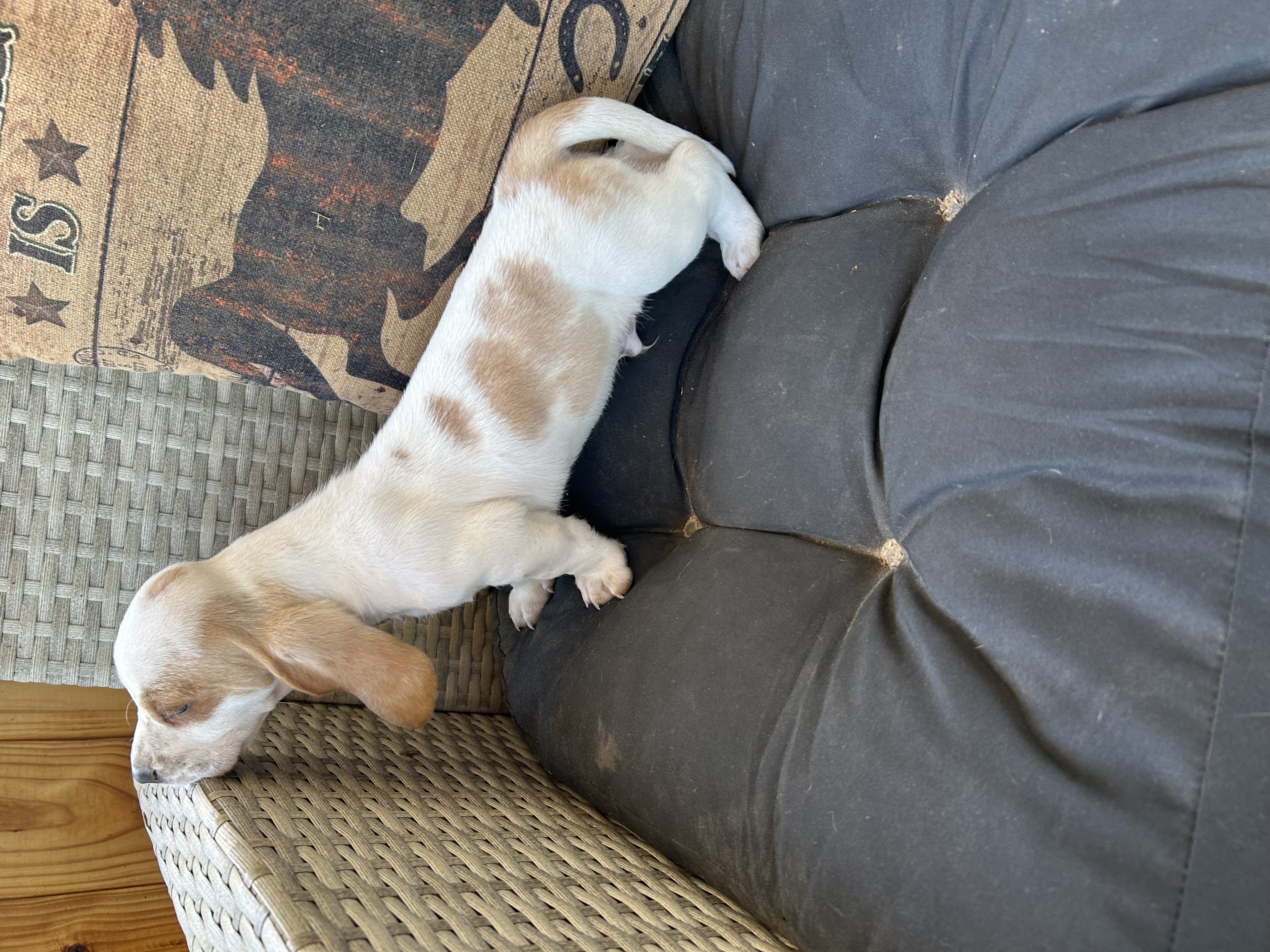 Bluey  – Basset Hound puppy for sale in Newton Grove, NC