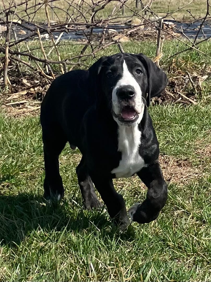Lefty – Great Dane puppy for sale in Bloomingburg, OH