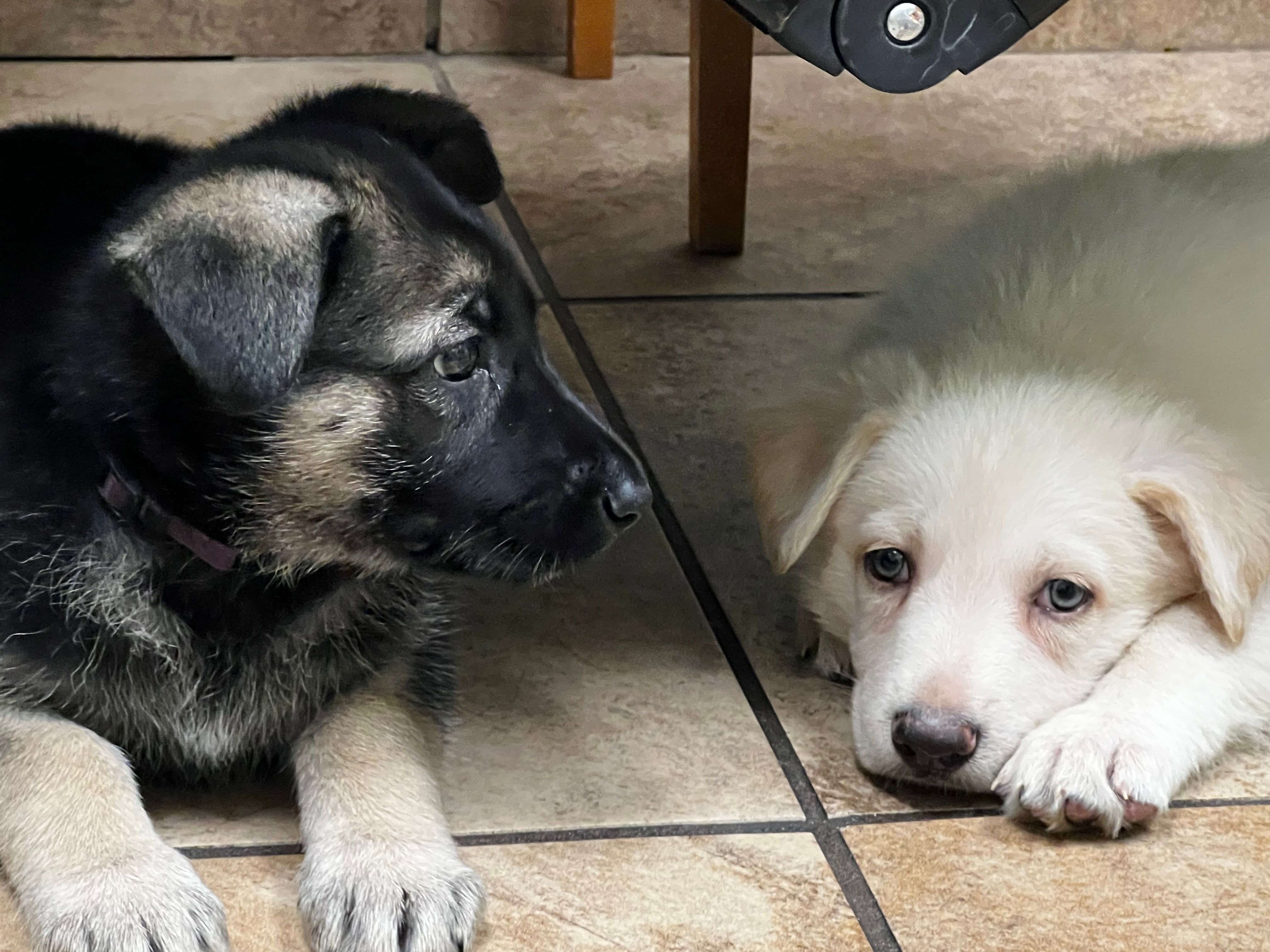 Orange – German Shepherd Dog puppy for sale in Crestview, FL