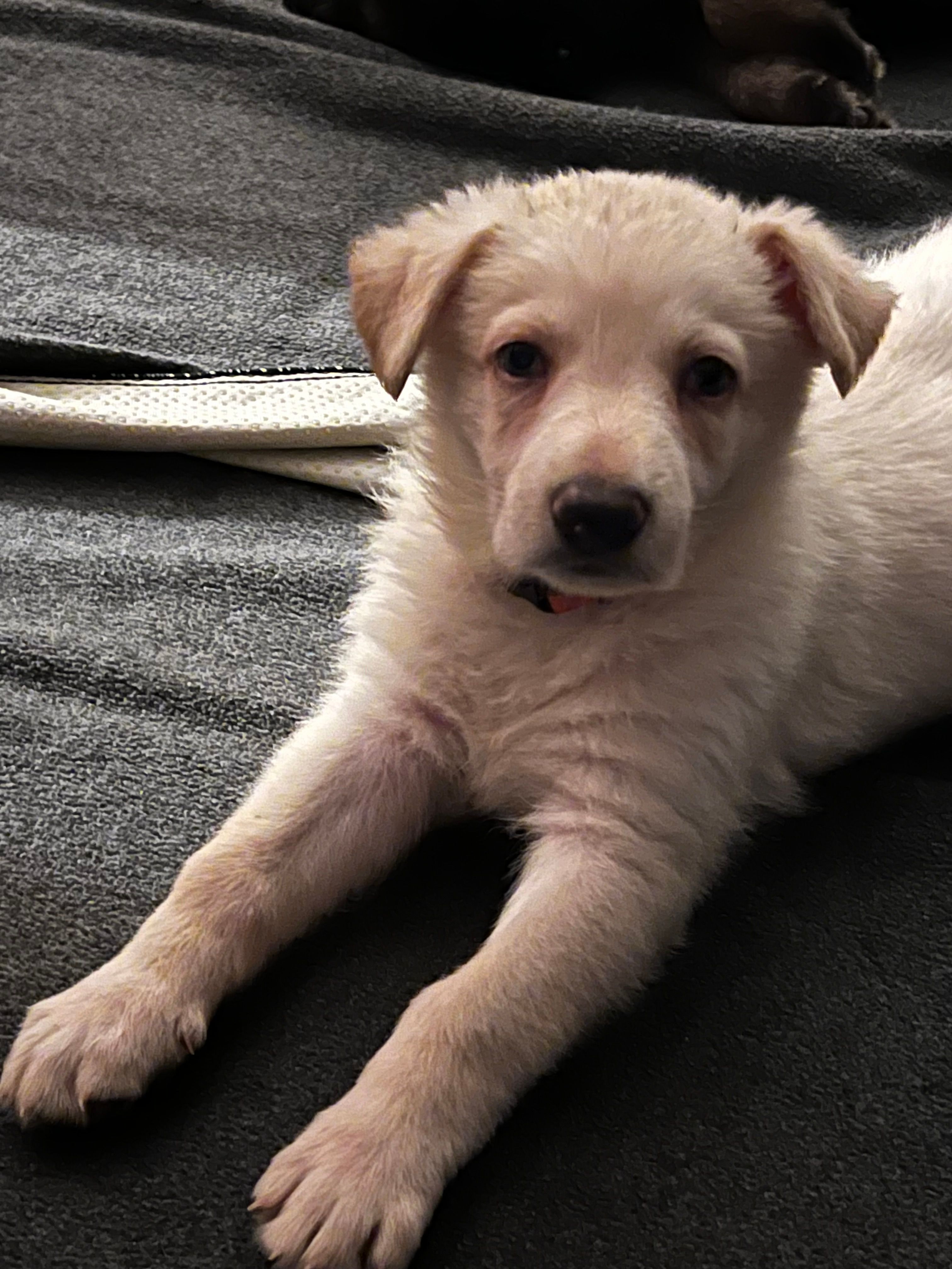 Orange – German Shepherd Dog puppy for sale in Crestview, FL