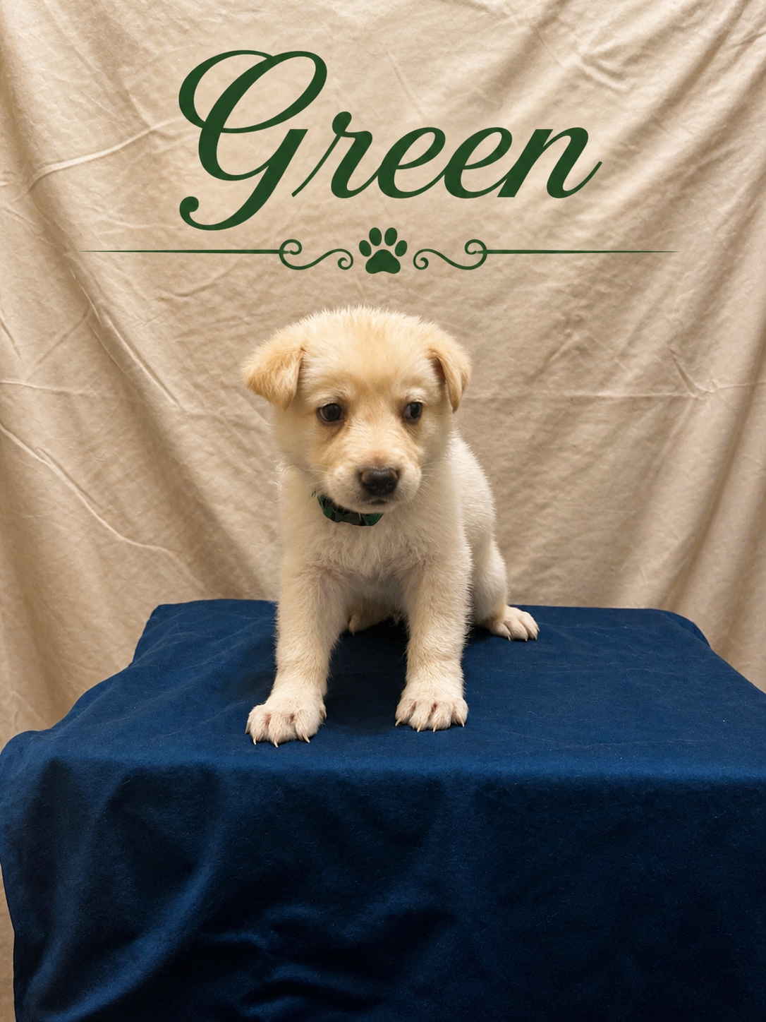 Green – German Shepherd Dog puppy for sale in Crestview, FL